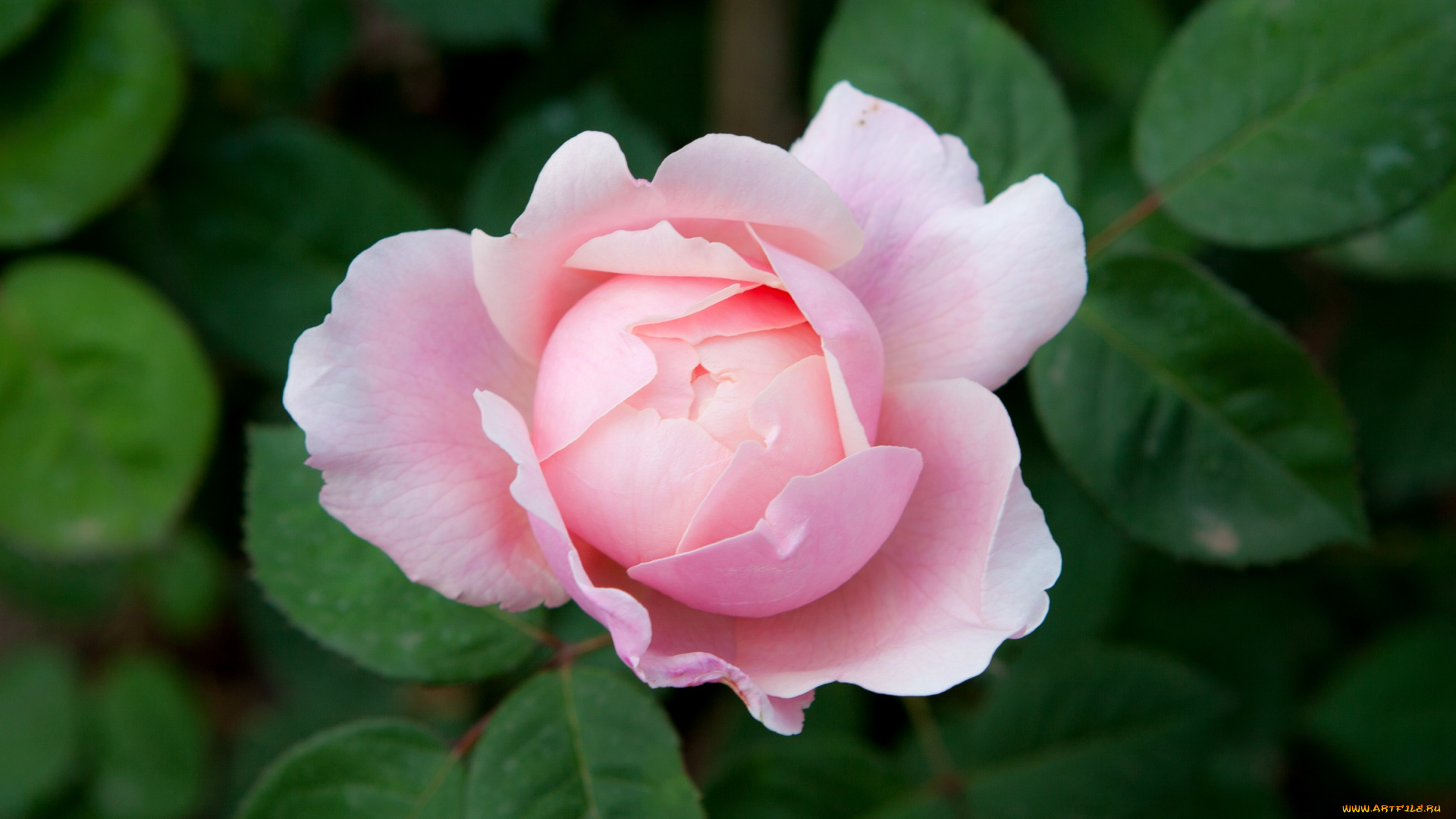 цветы, розы, розовый