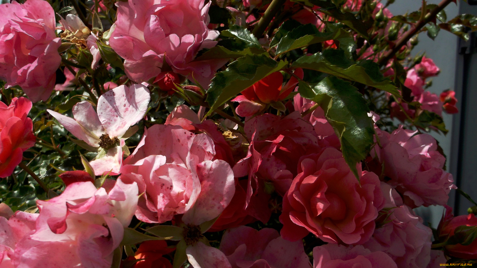 цветы, розы, сад, куст