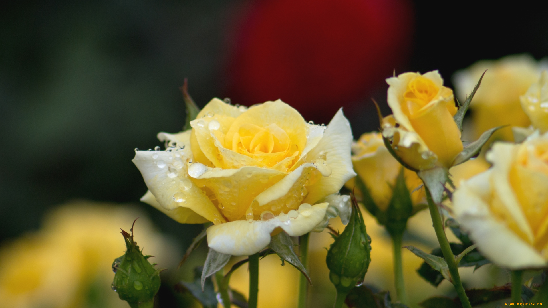 цветы, розы, желтый