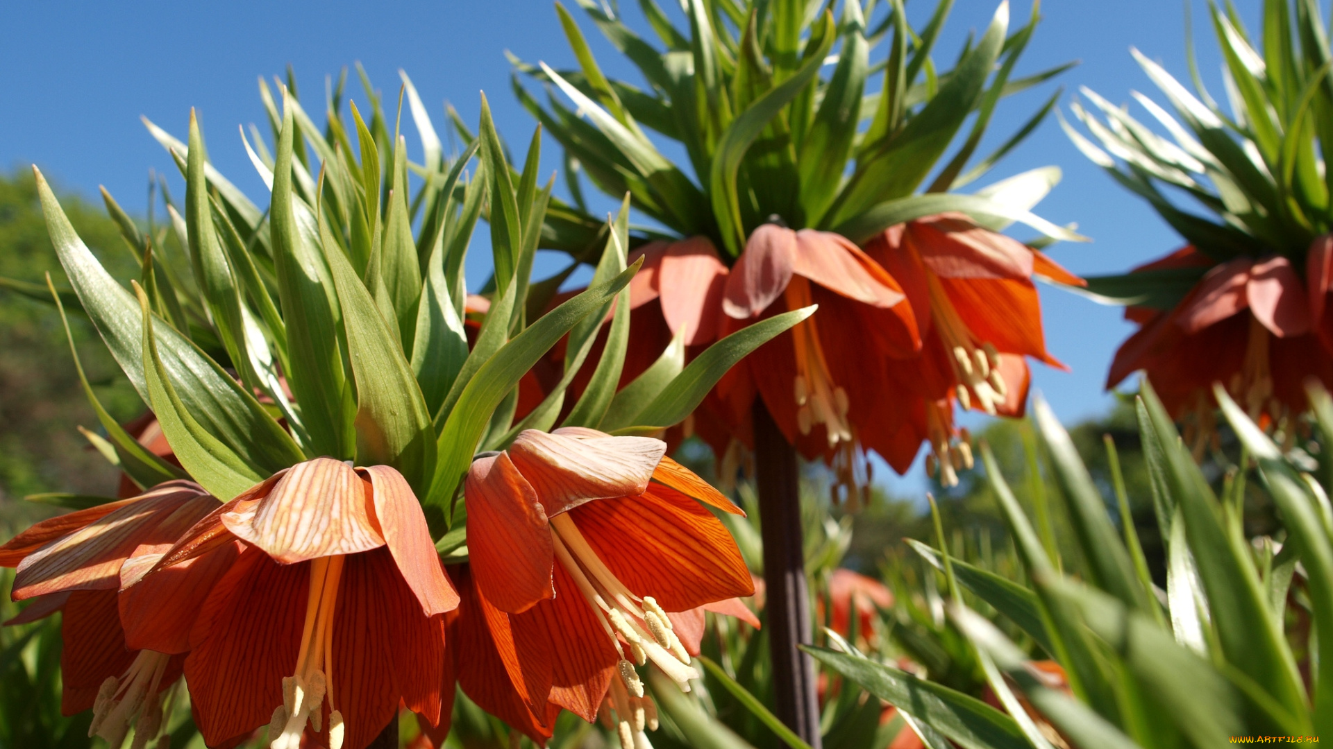 цветы, рябчики, оранжевый