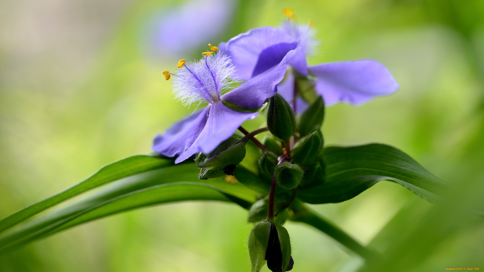 цветы, традесканции, фиолетовый