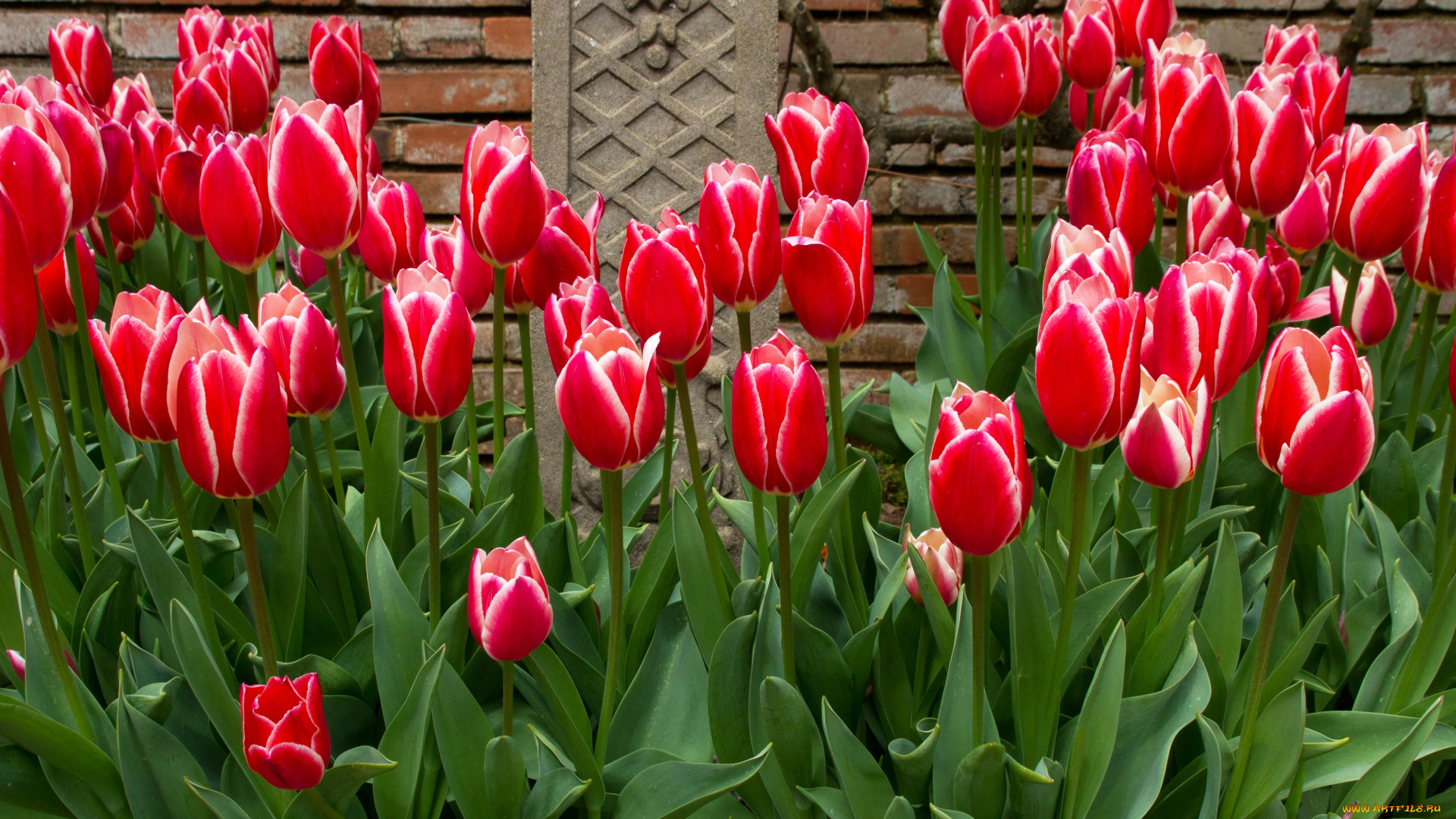 цветы, тюльпаны, сад