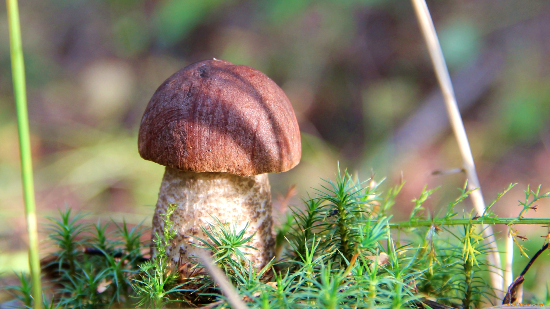 природа, грибы, крепыш