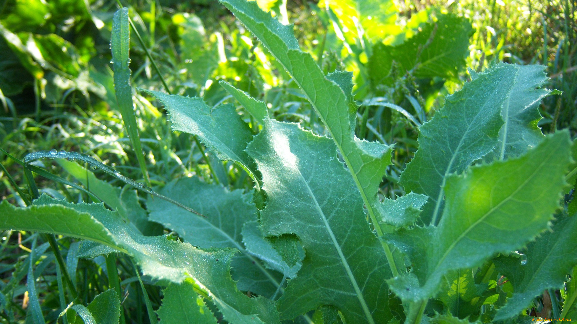 природа, листья, роса, листики