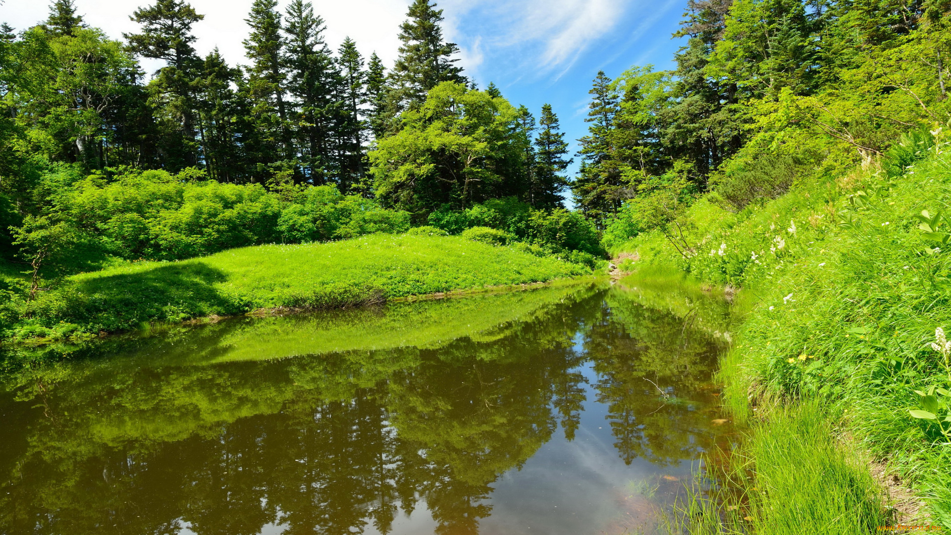 природа, реки, озера, река, лес, лето