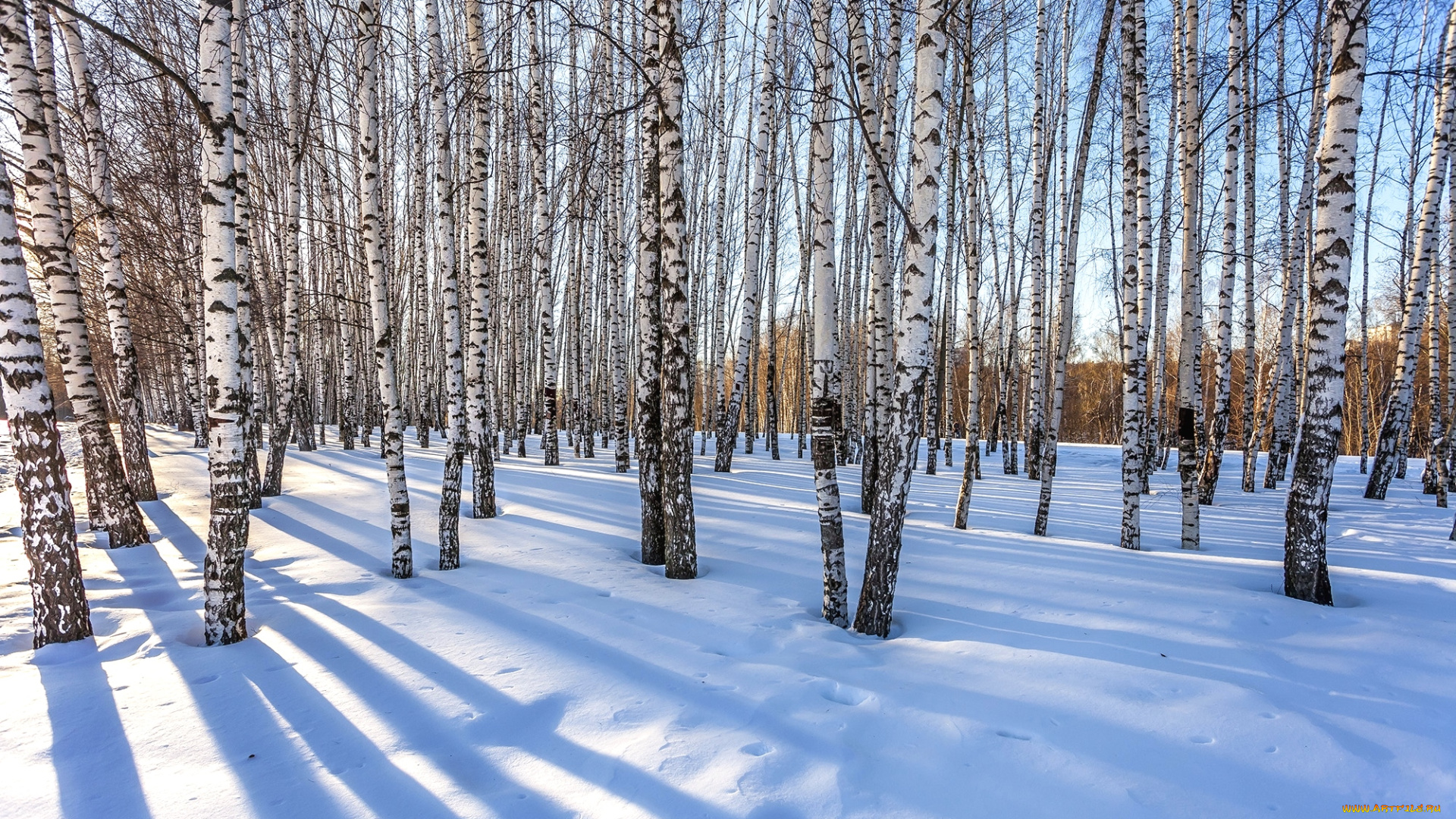 природа, зима, березы