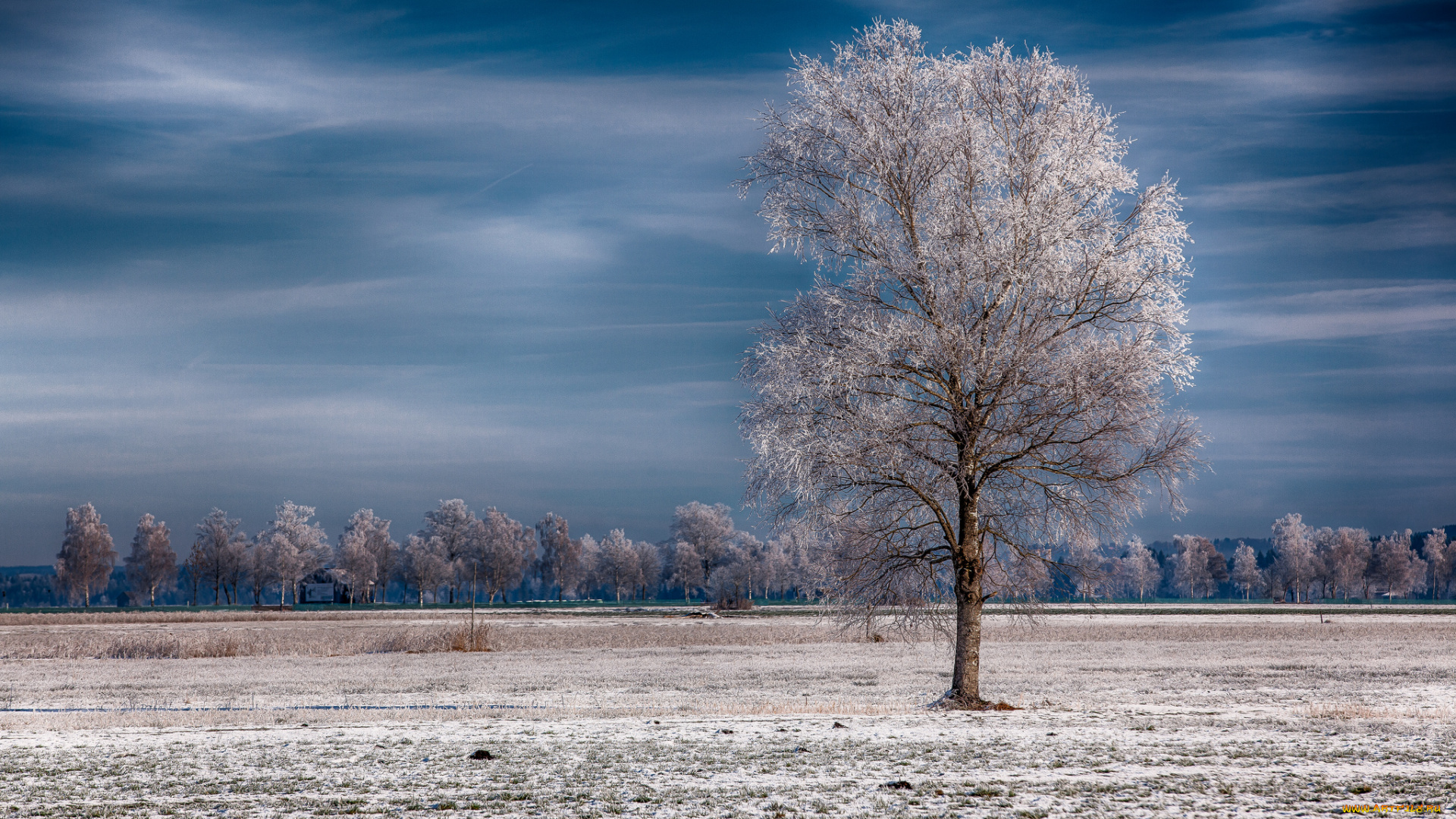 природа, зима, иней, деревья
