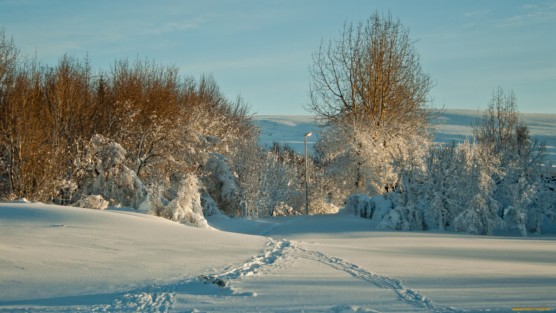 природа, зима, следы, снег, деревья
