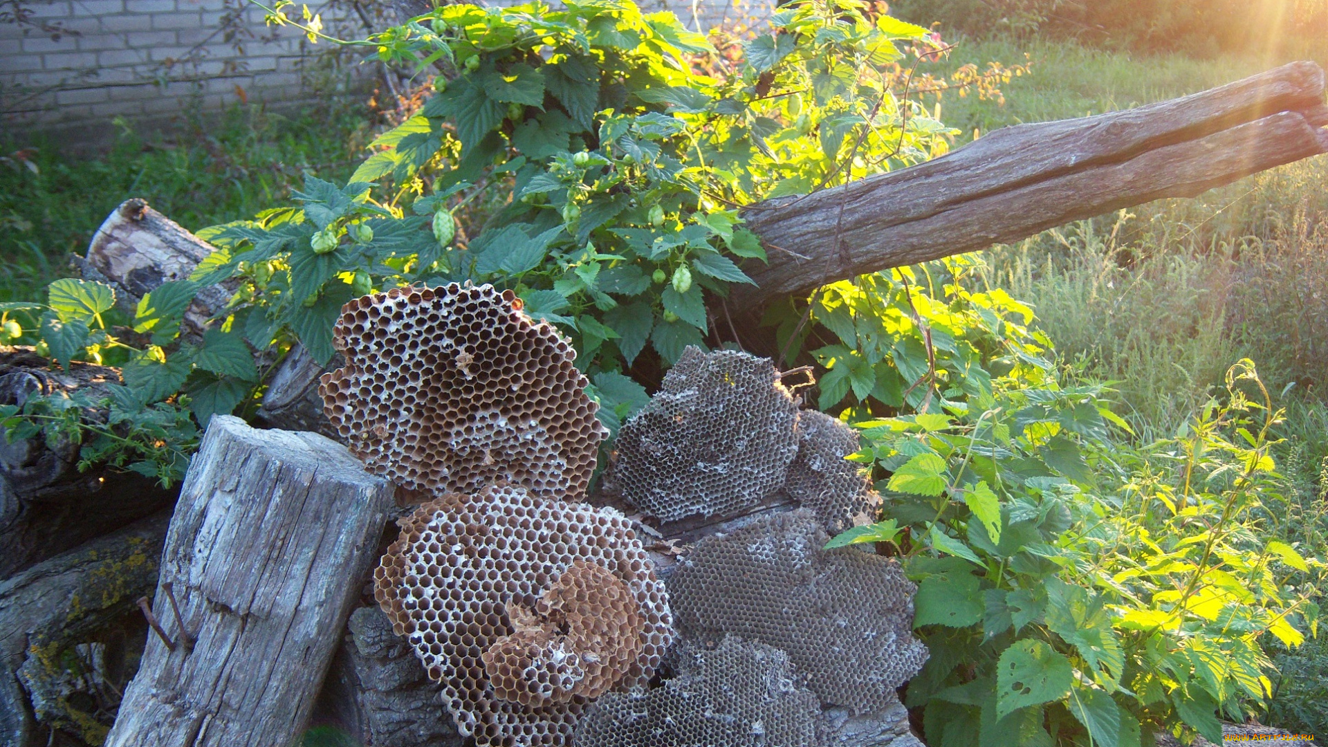 разное, -, другое, ульи