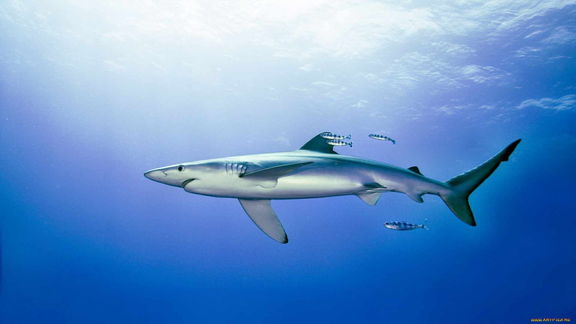 животные, акулы, океан, глубина, акула