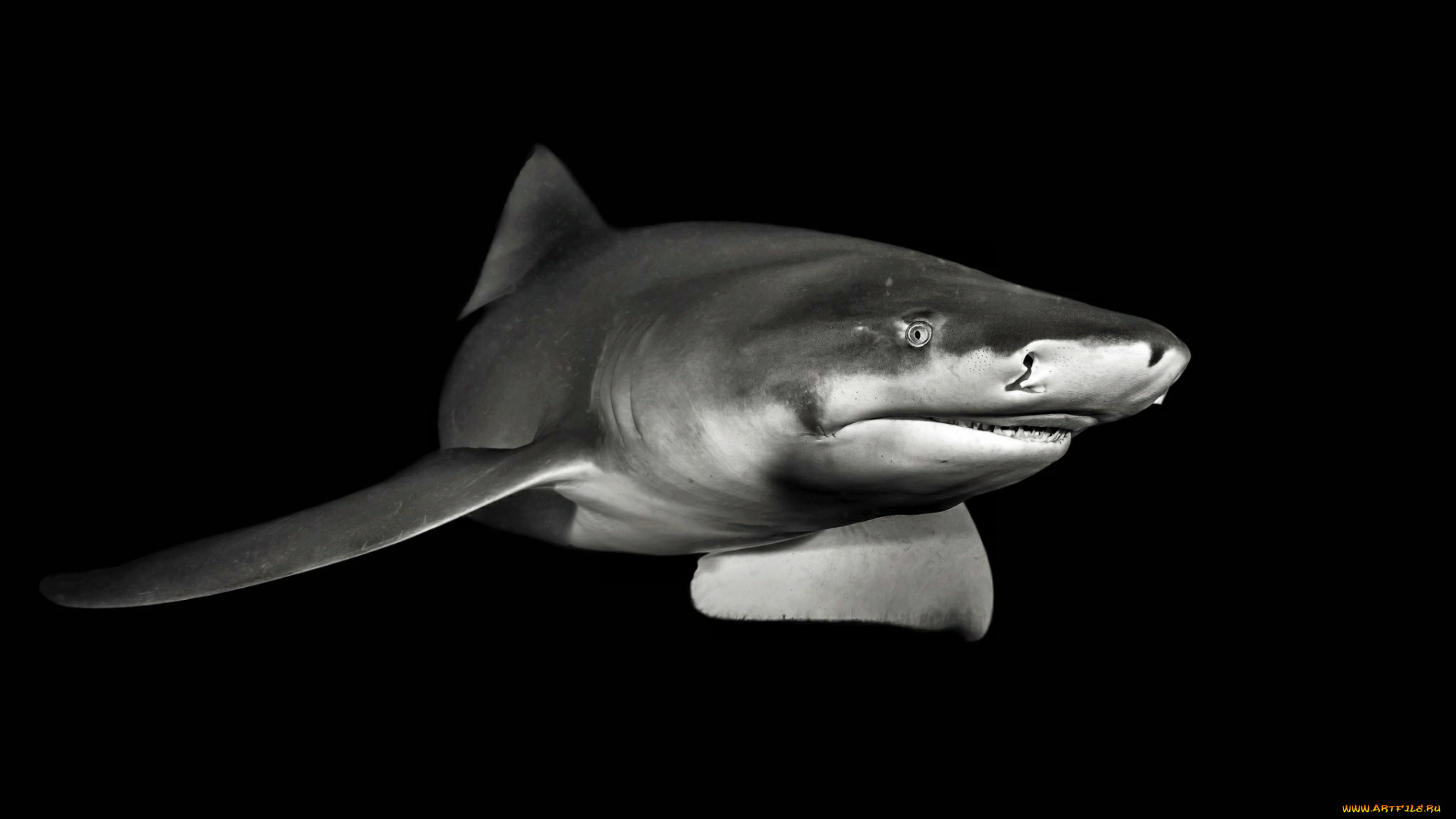 животные, акулы, океан, глубина, акула