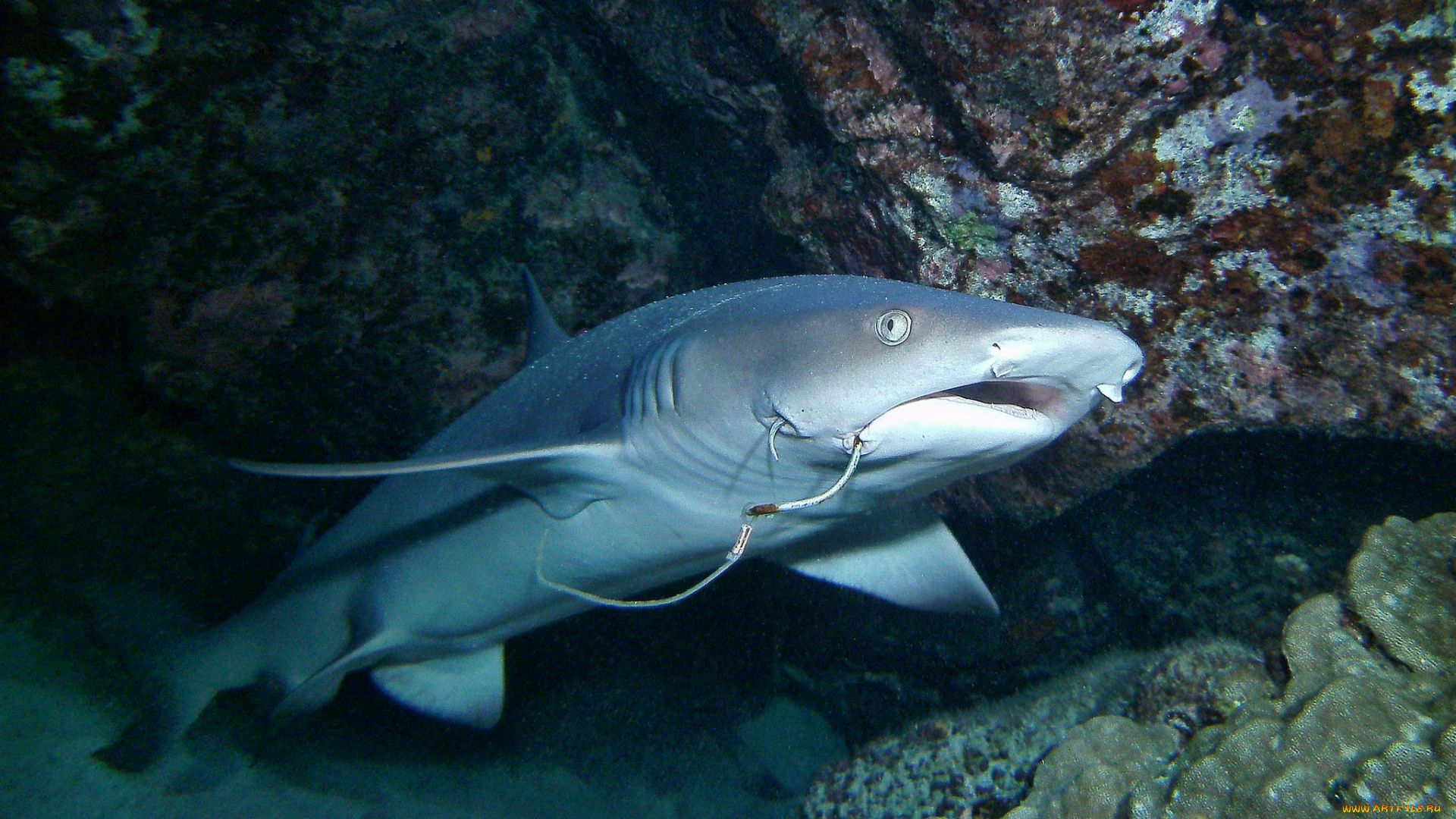 животные, акулы, океан, глубина, акула