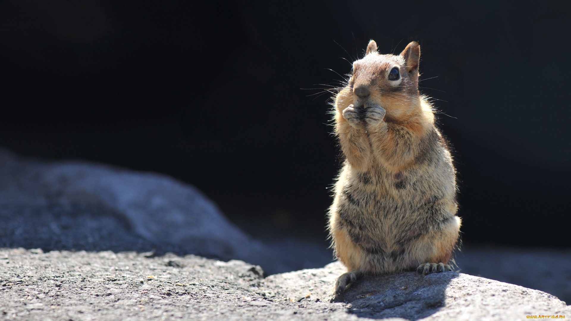 животные, белки, ест, рыжая, белка, камни
