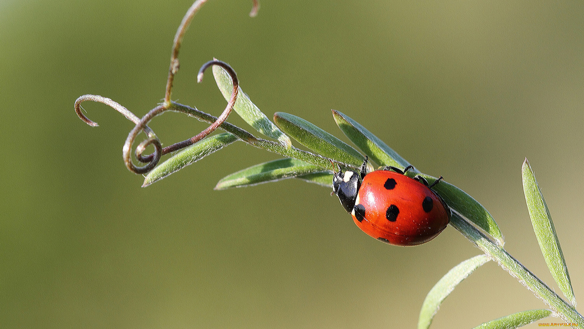 животные, божьи, коровки, насекомое, усики, травинка, божья, коровка