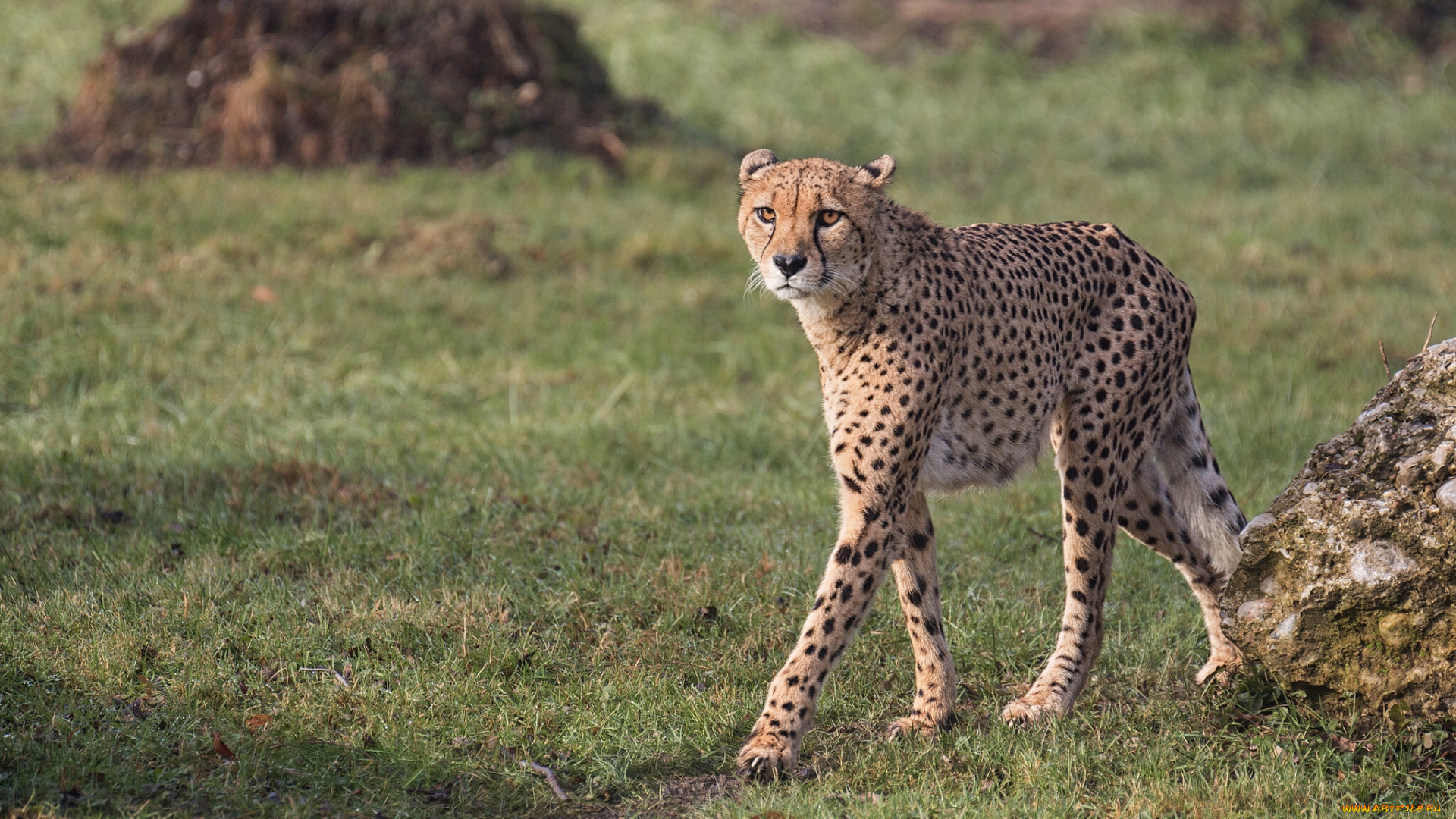 животные, гепарды, гепард, дикая, кошка, хищник