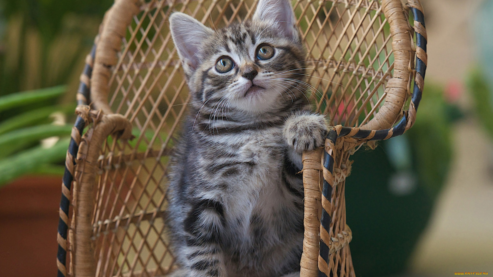 животные, коты, котейка