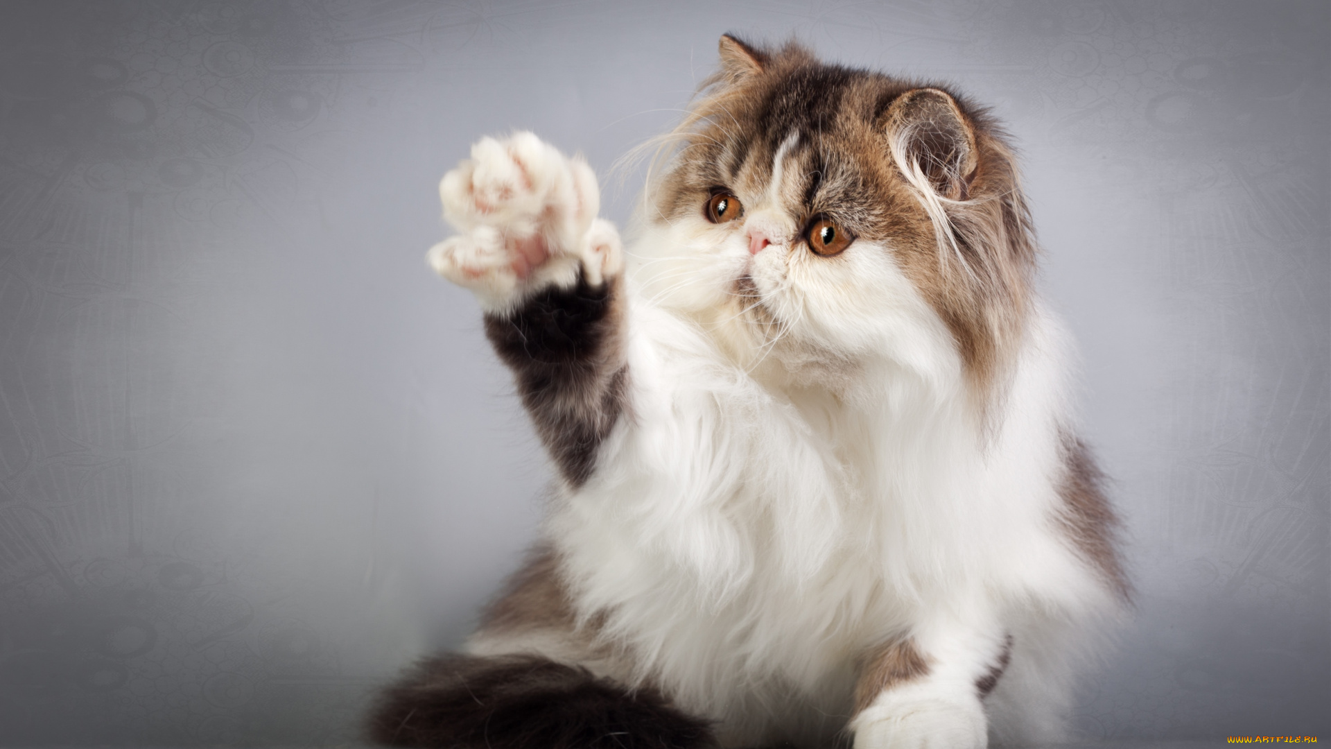 животные, коты, лапка