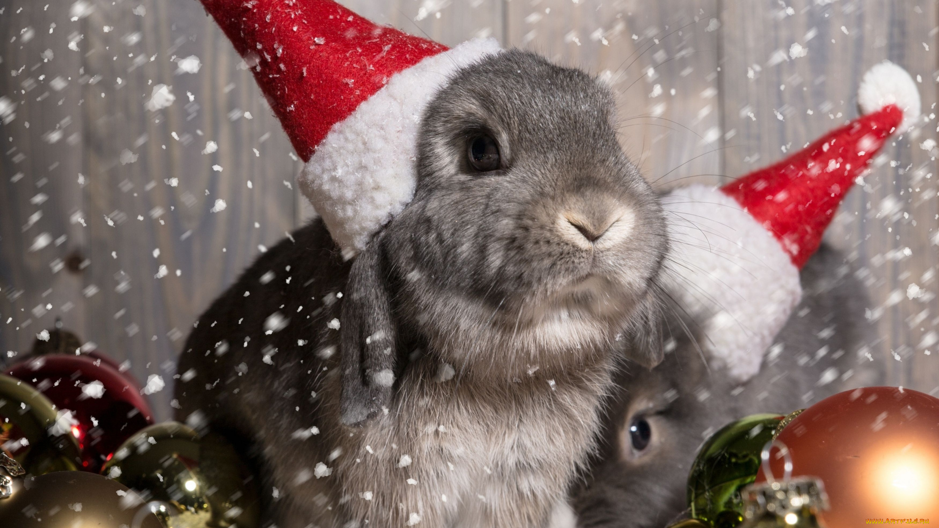 животные, кролики, , зайцы, колпаки, шарики