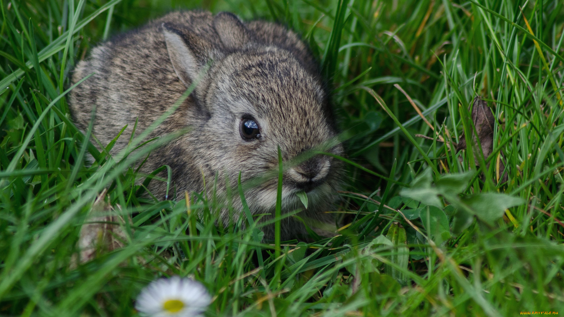животные, кролики, , зайцы, малыш