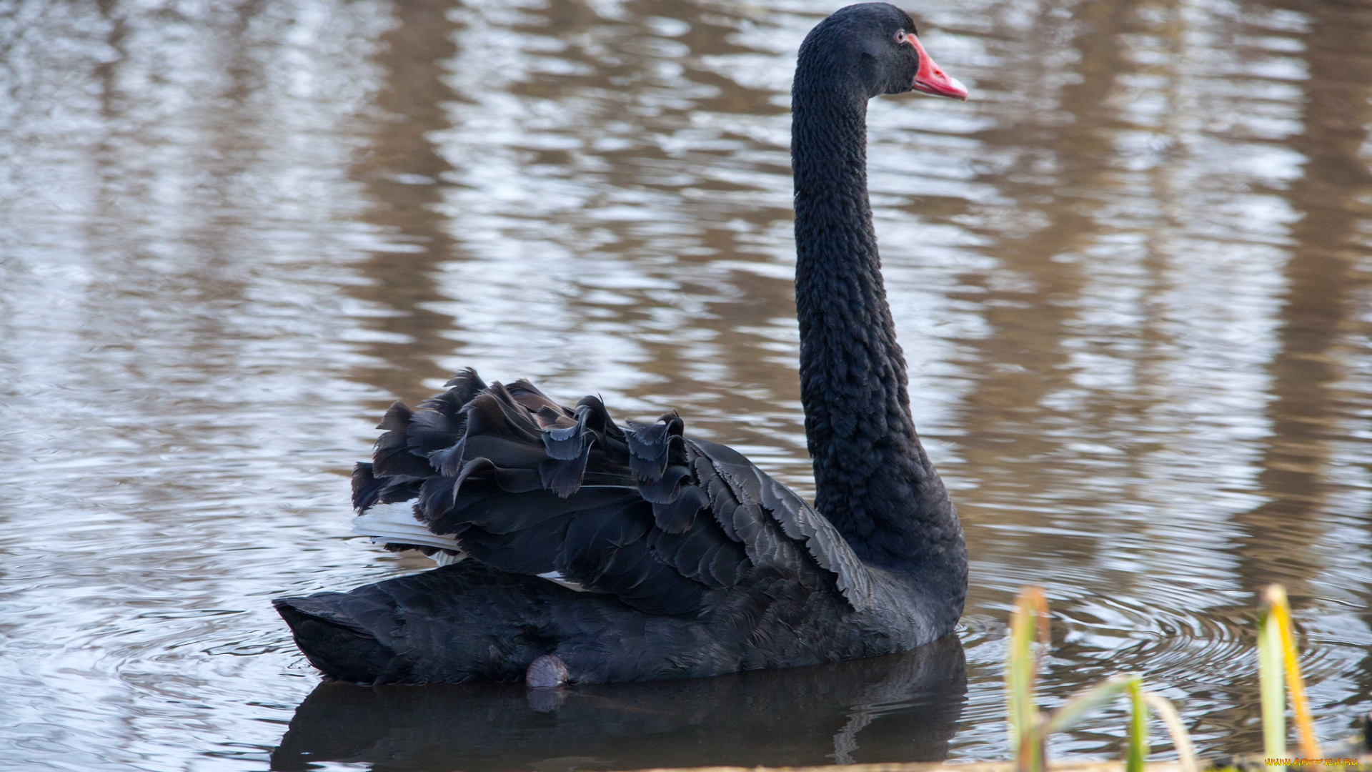животные, лебеди, черный