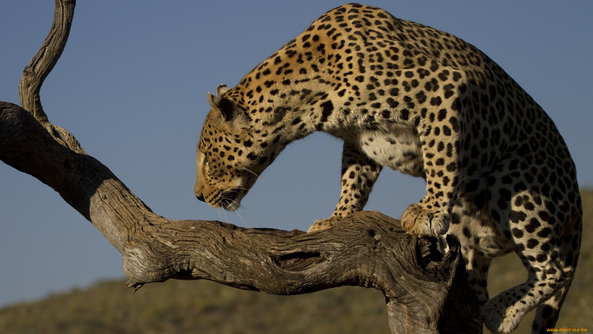 животные, леопарды, профиль, дерево, леопард