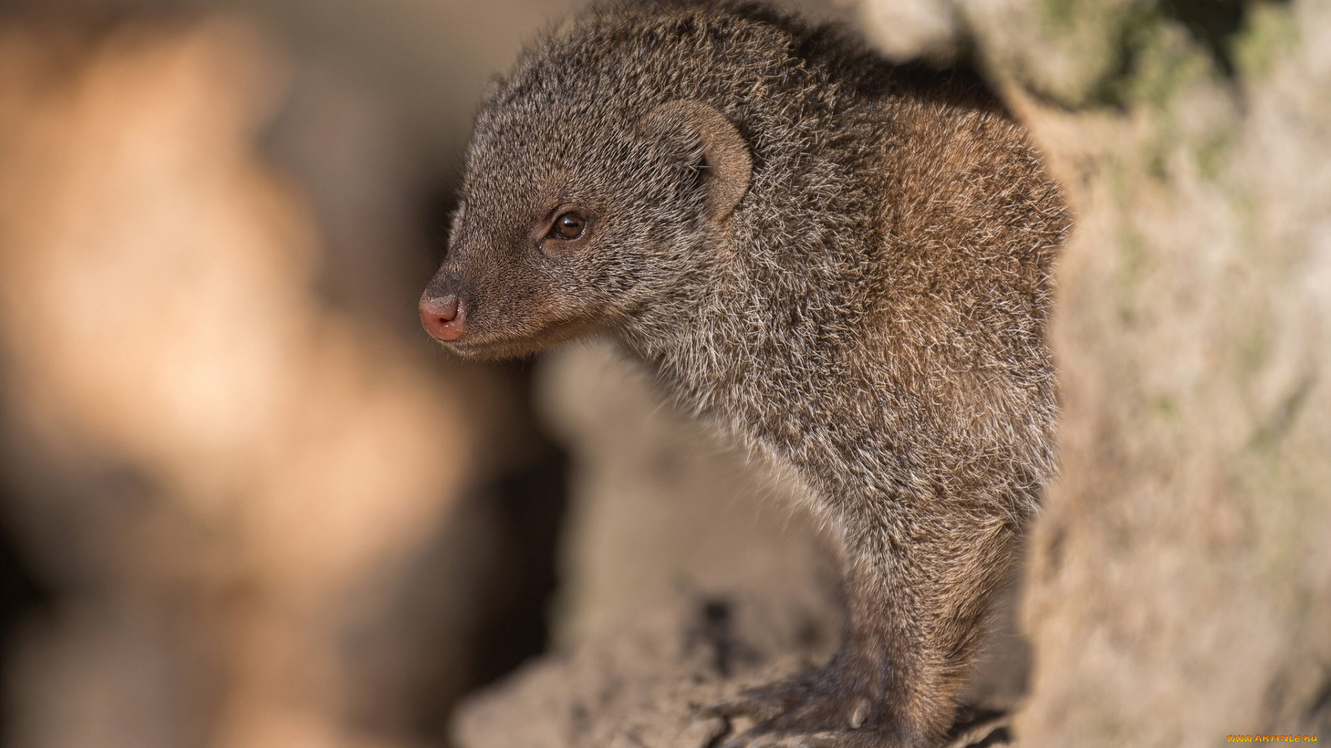 животные, мангусты, мунго, полосатый, мангуст, зебровый