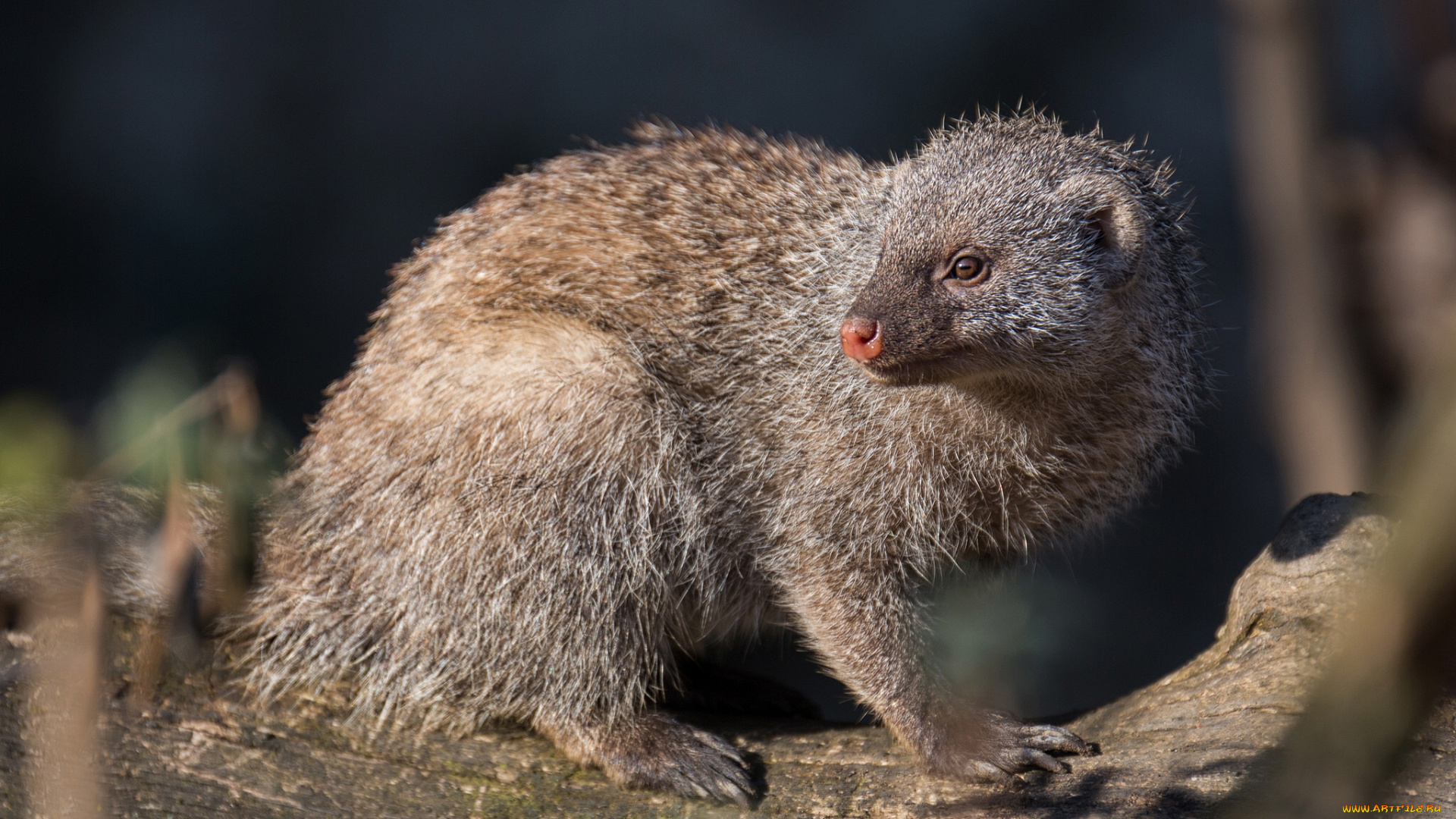 животные, мангусты, мунго, зебровый, мангуст, полосатый