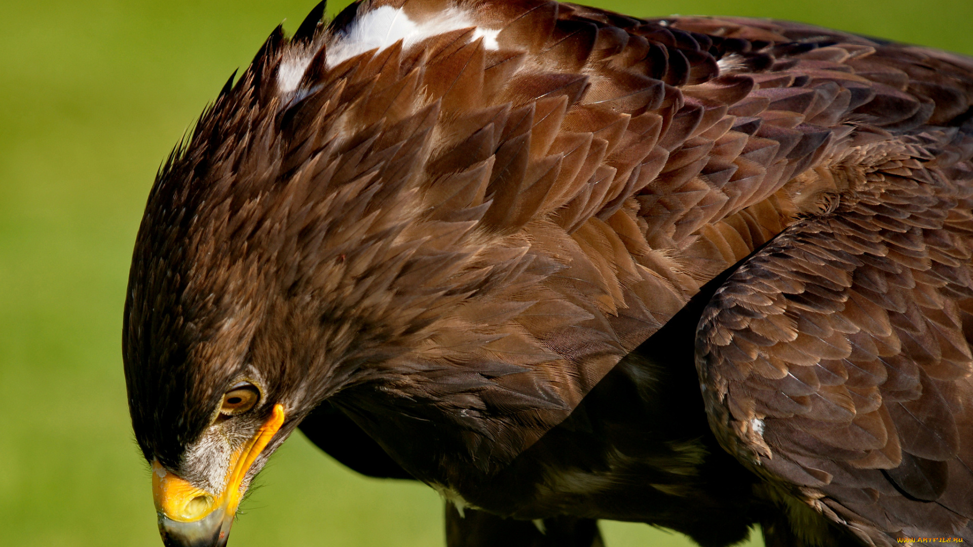 животные, птицы, -, хищники, орел, голова, оперение, клюв
