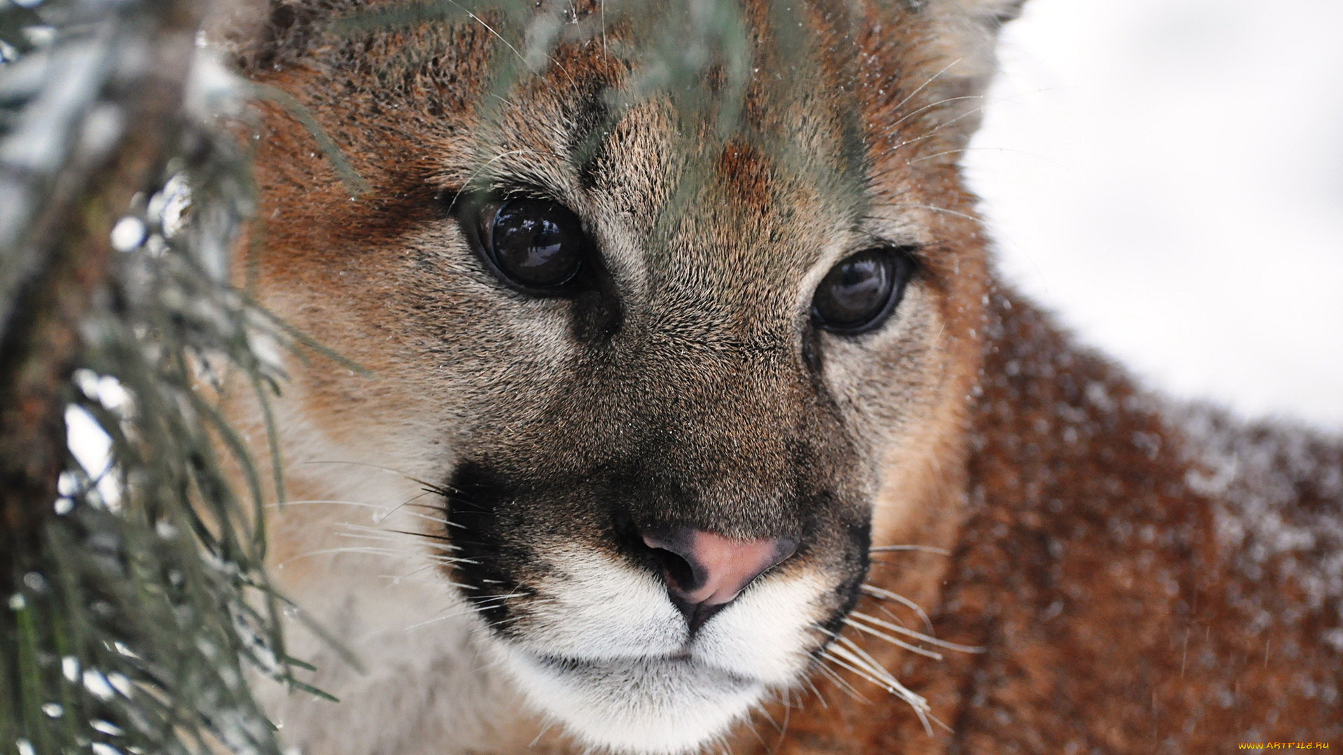 животные, пумы, кугуар, горный, лев, морда, усы, взгляд, хищник
