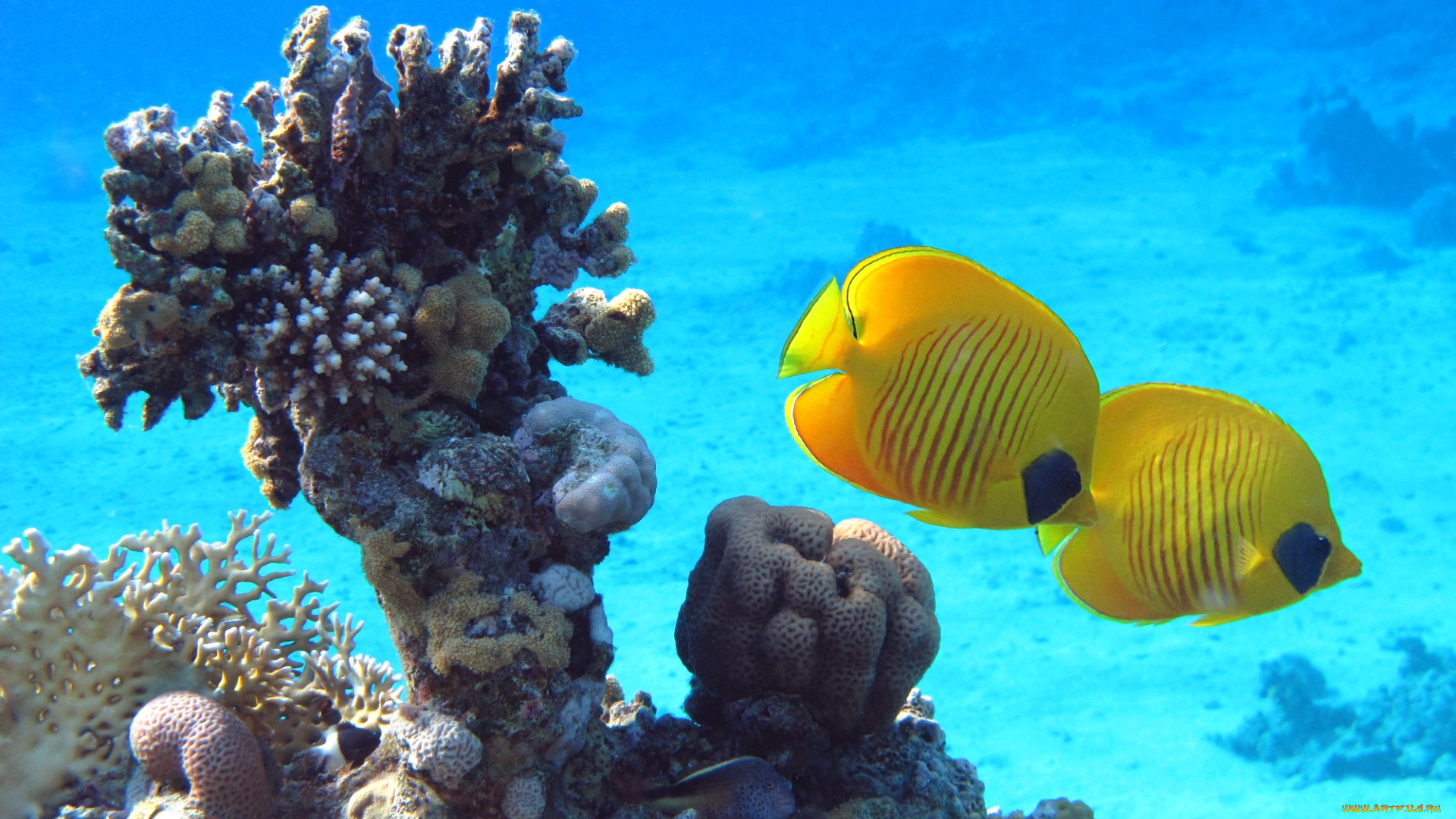 животные, рыбы, тропики