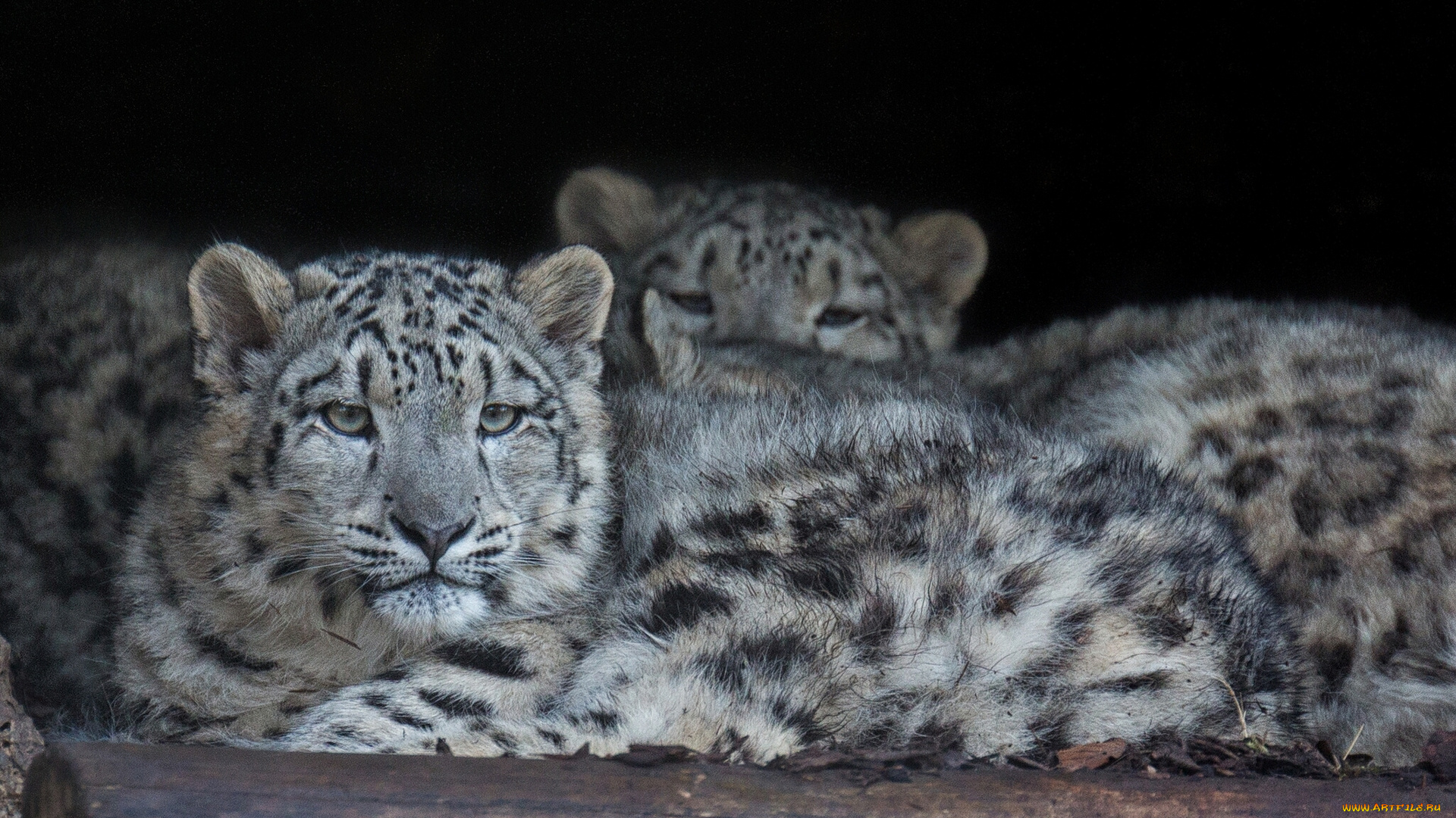 животные, снежный, барс, , ирбис, снежный, леопард, барс