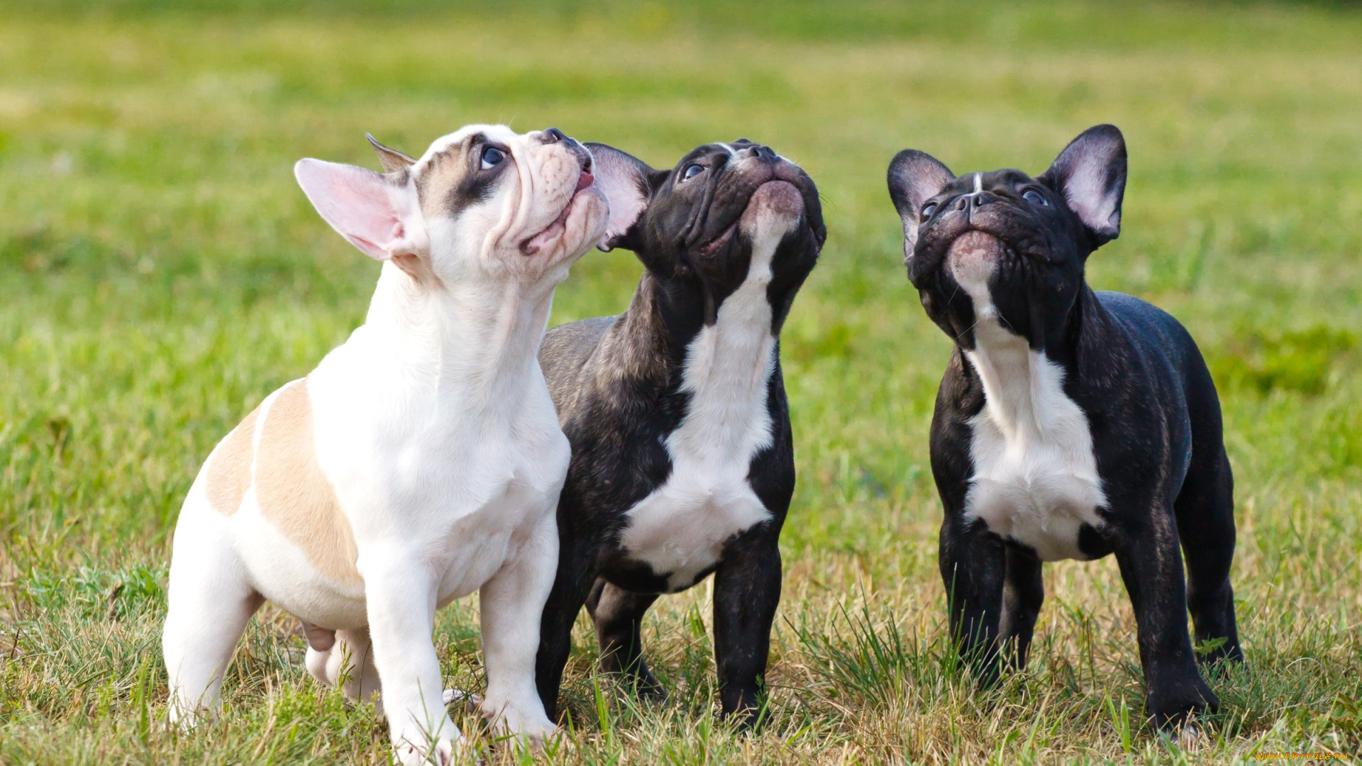 животные, собаки, трио, щенки