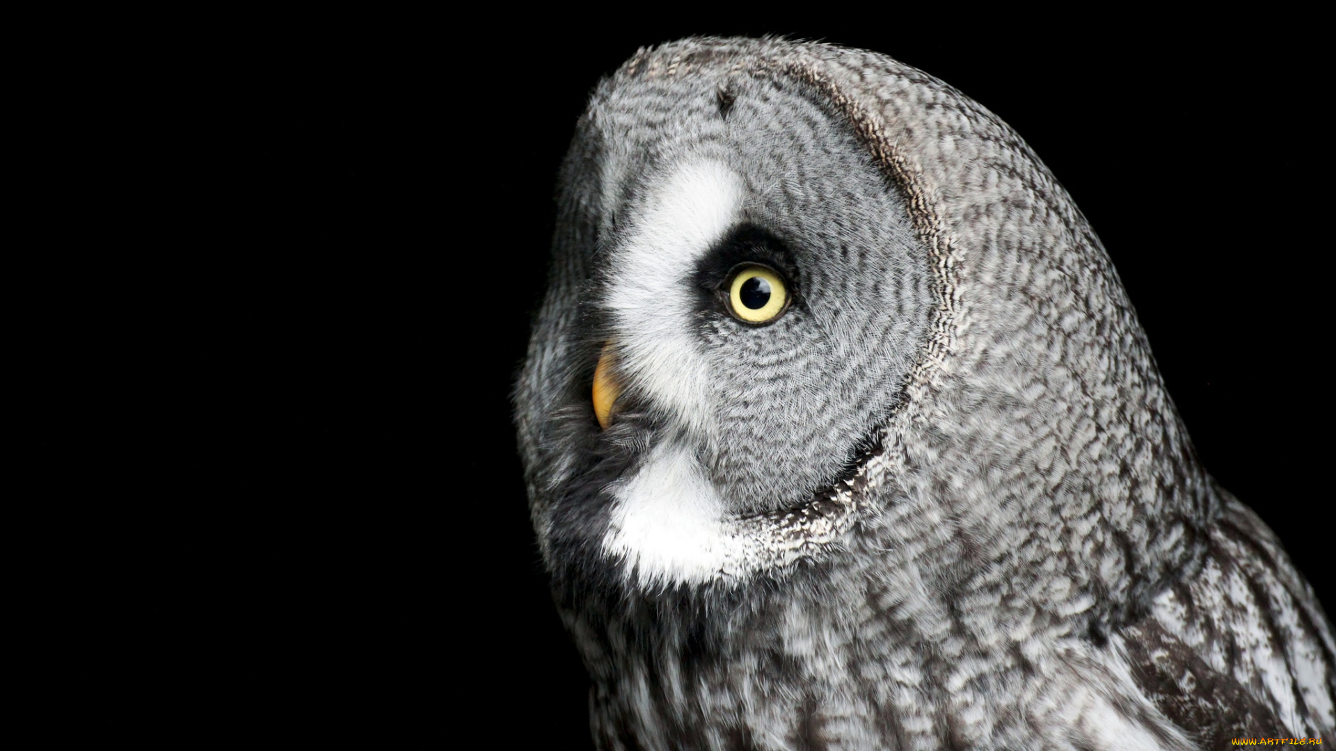 животные, совы, бородатая, неясыть