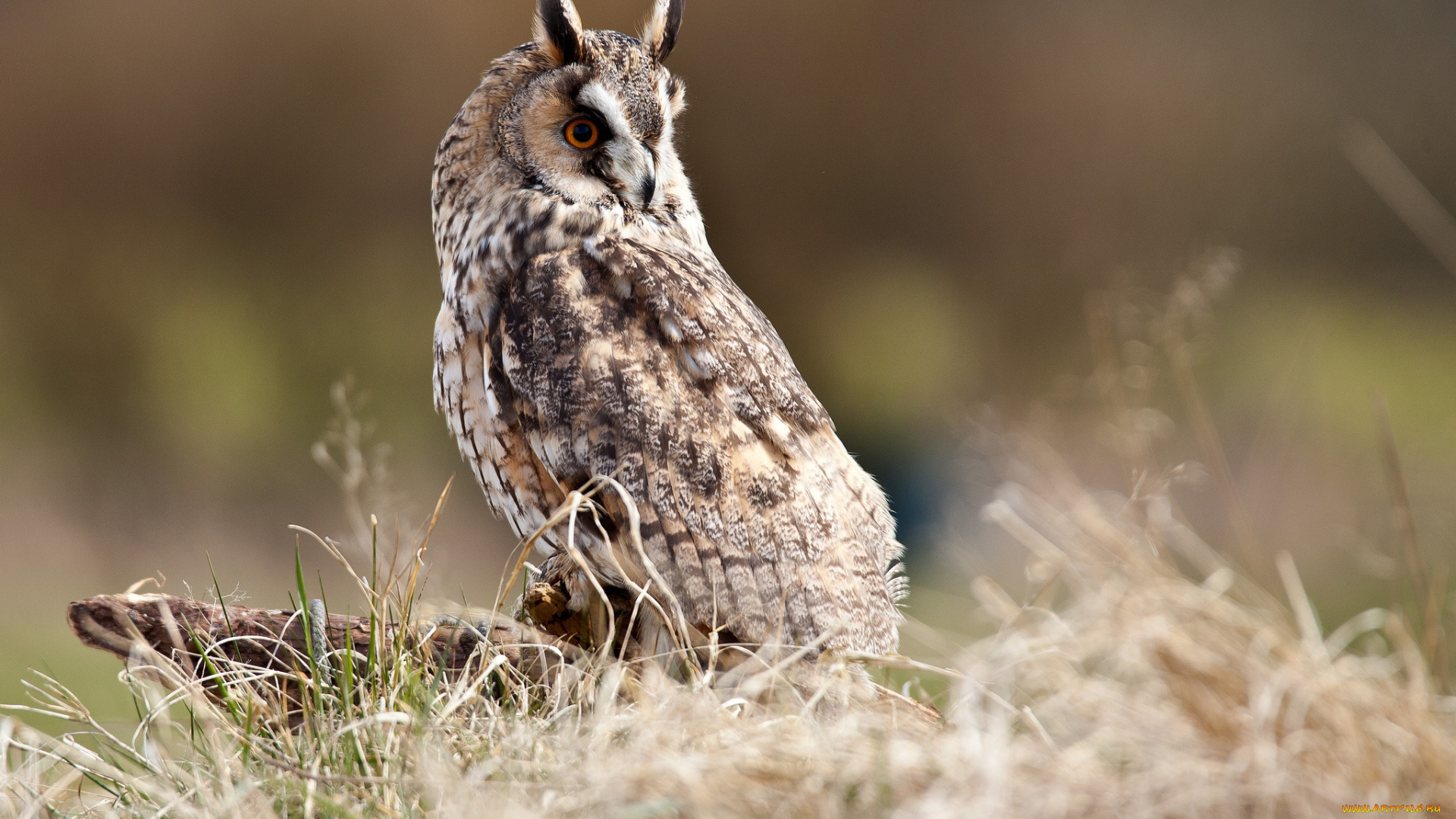 животные, совы, трава, пенек, птица, сова, болотная