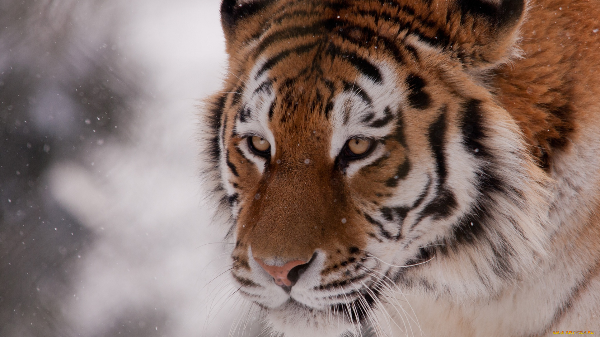 животные, тигры, морда, тигр