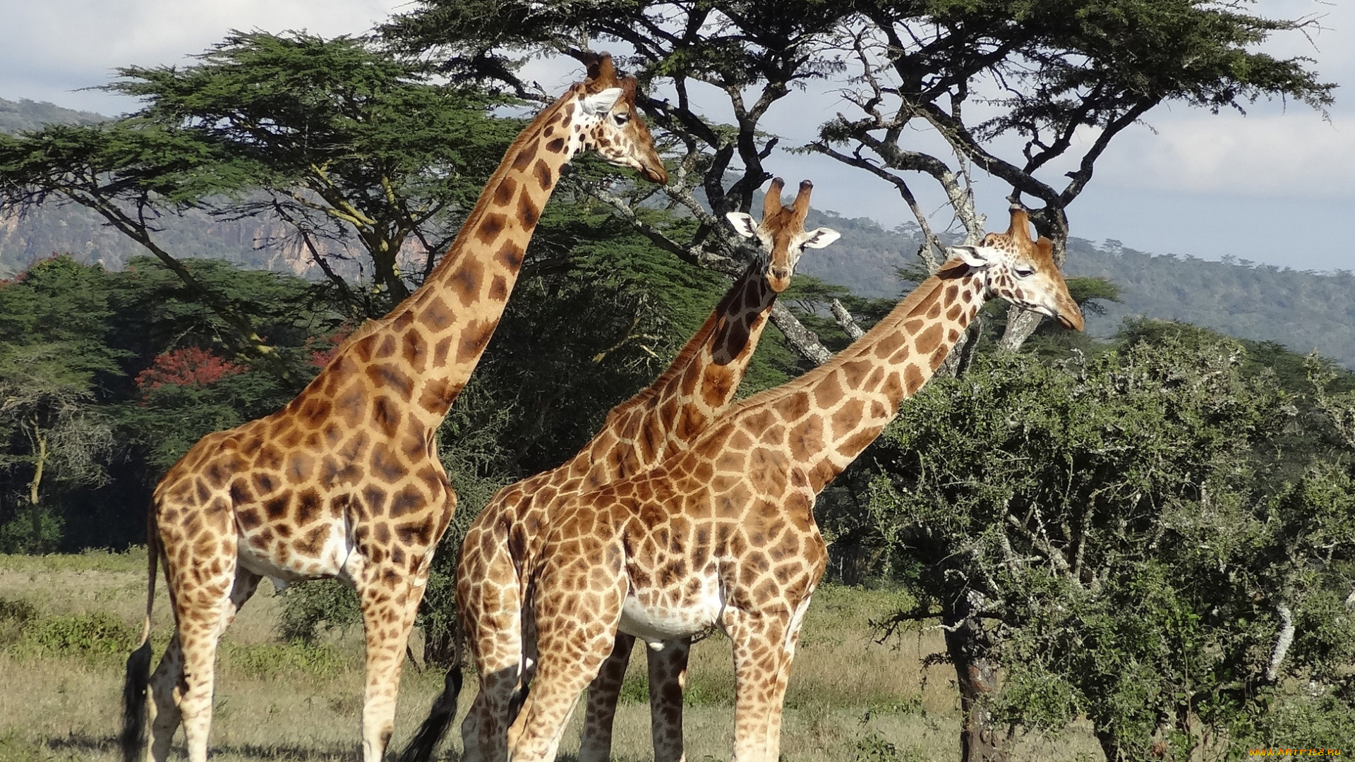 животные, жирафы, саванна, растительность