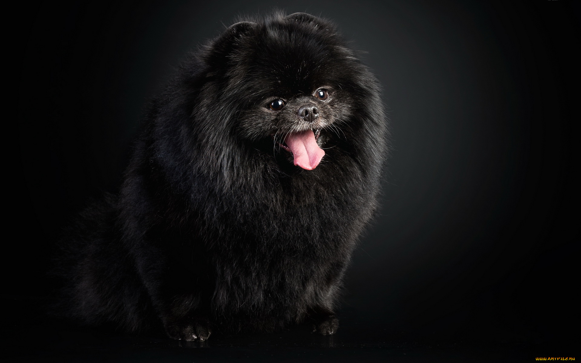 животные, собаки, собака, взгляд, фон