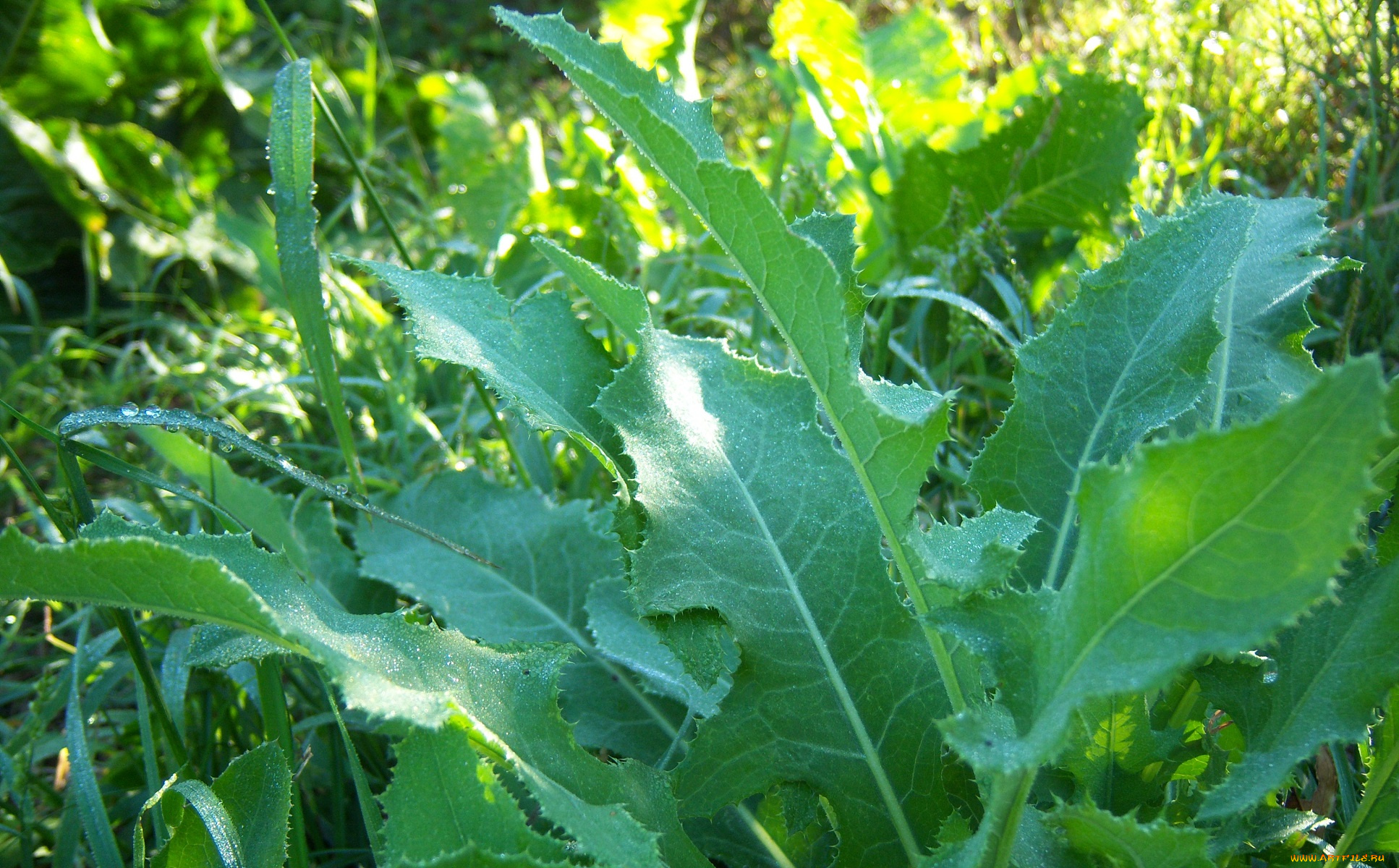 природа, листья, роса, листики