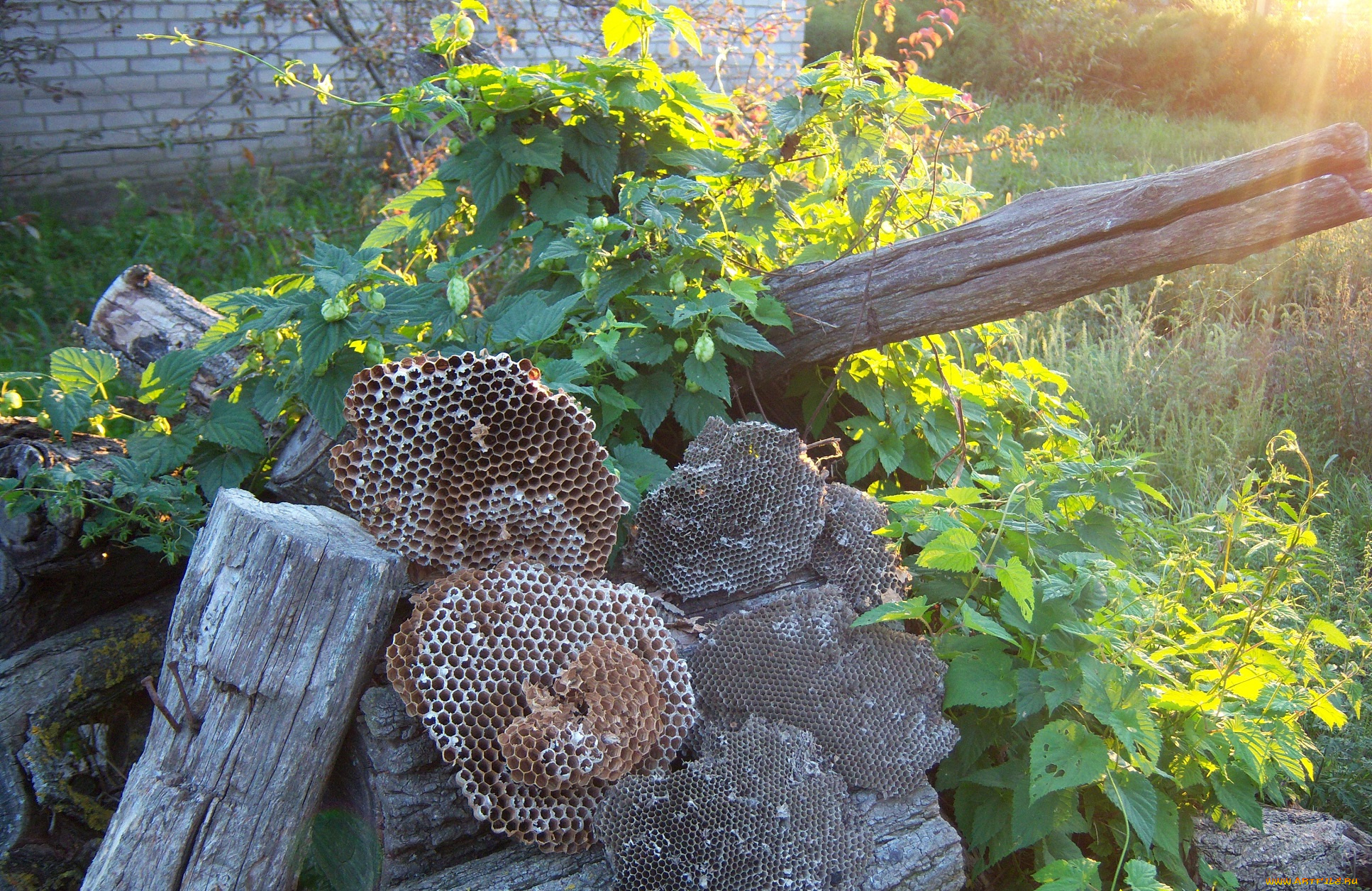 разное, -, другое, ульи