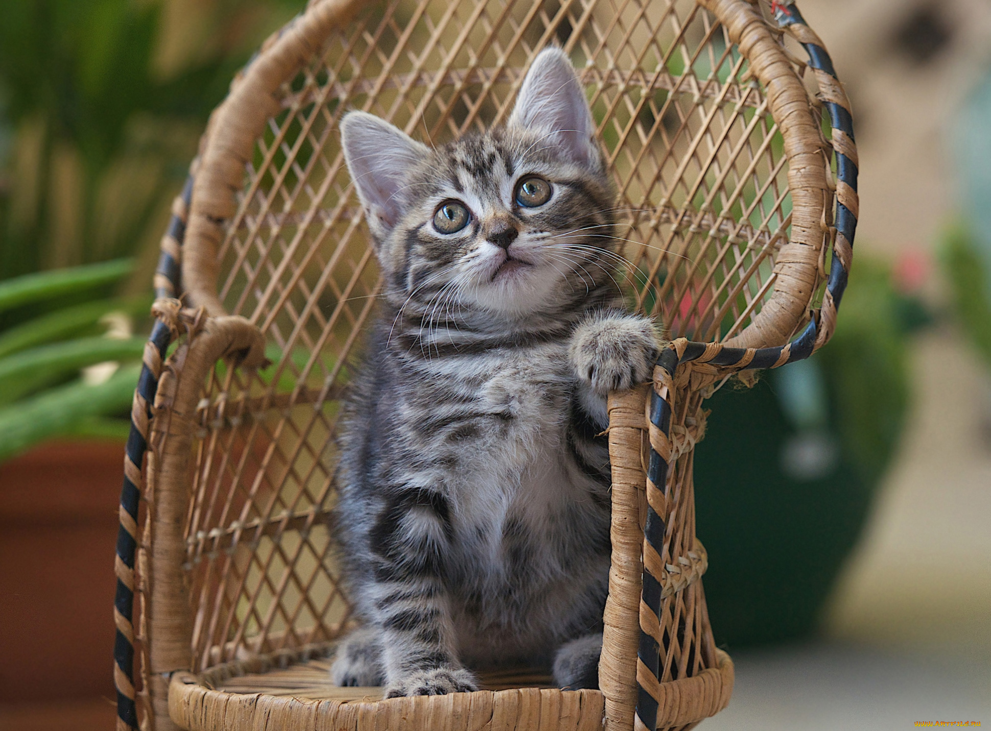 животные, коты, котейка