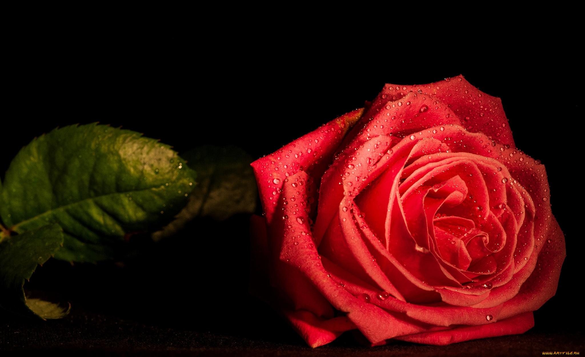 цветы, розы, макро