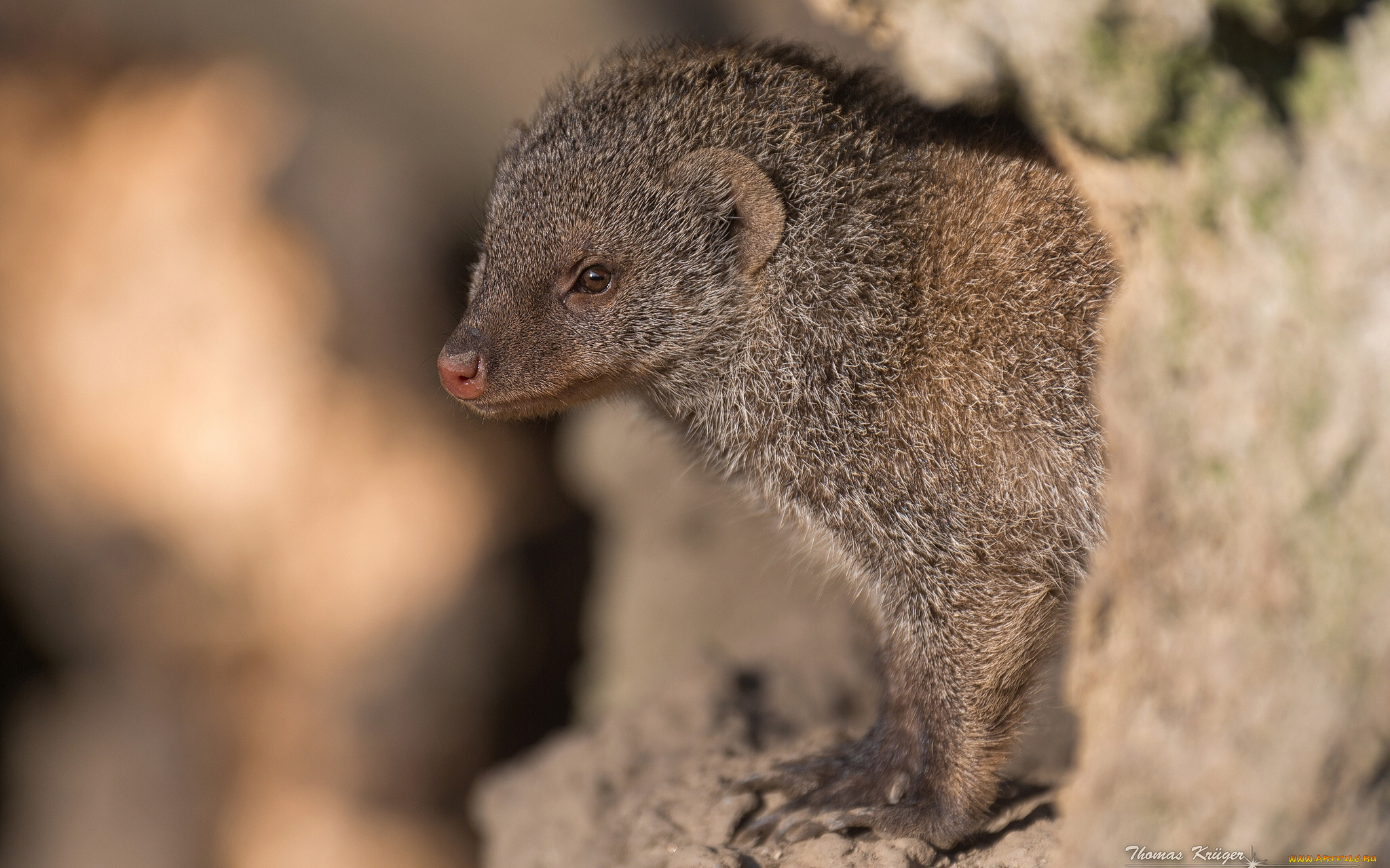 животные, мангусты, мунго, полосатый, мангуст, зебровый