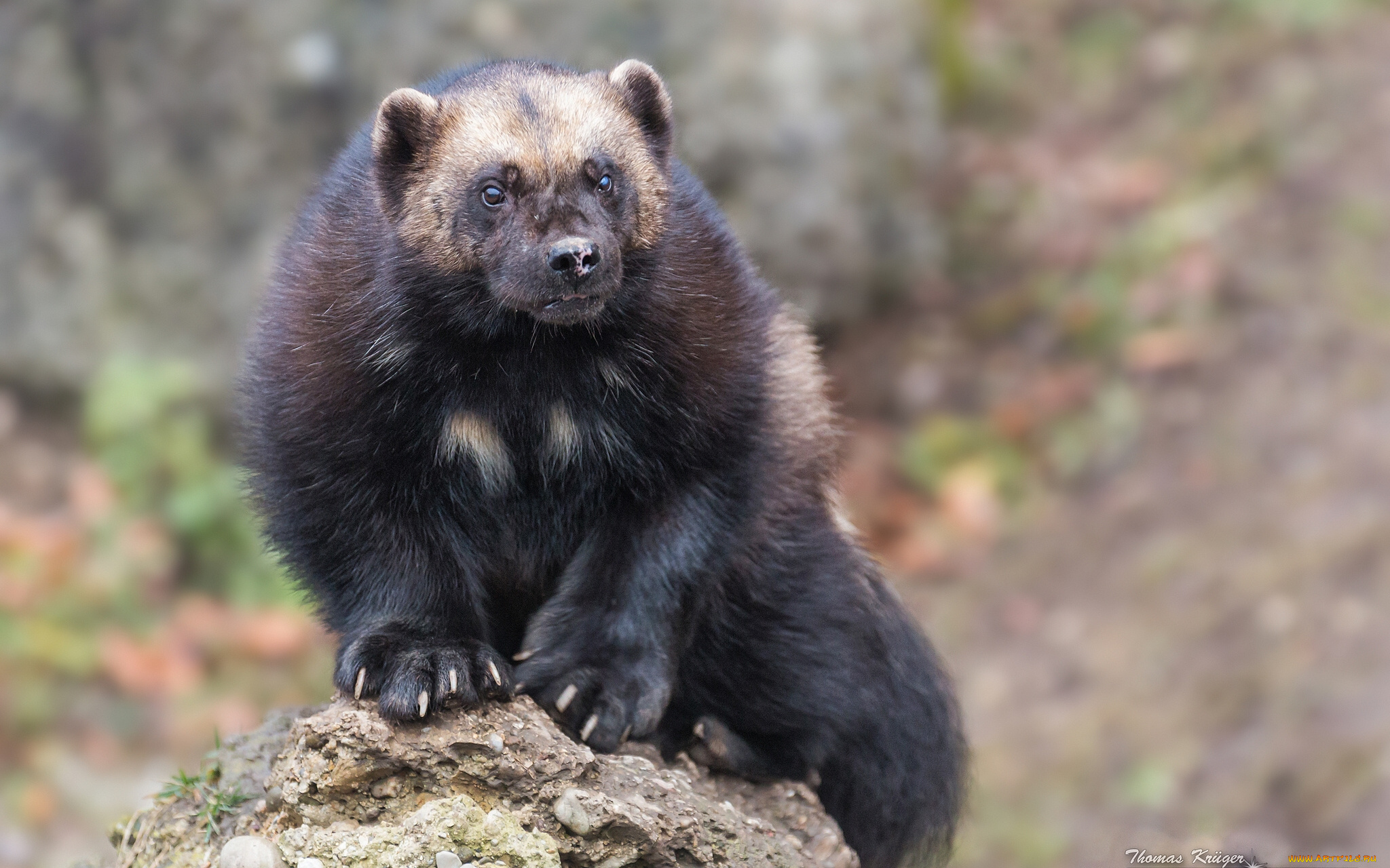 животные, росомахи, обжора, росомаха