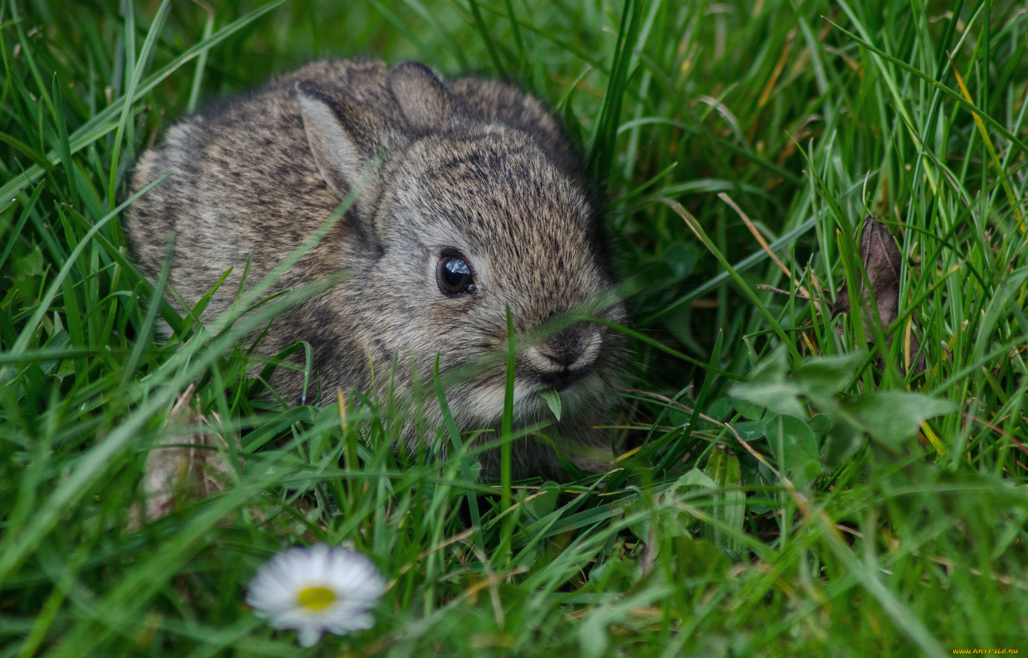 животные, кролики, , зайцы, малыш