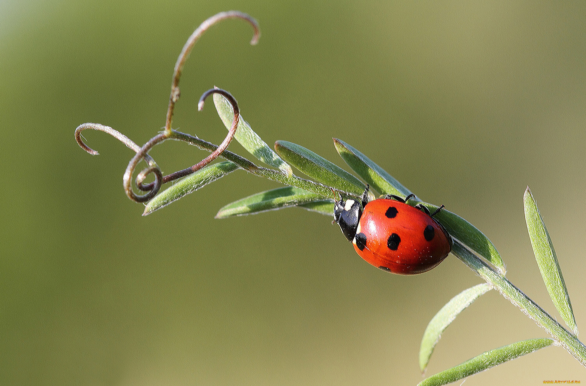 животные, божьи, коровки, насекомое, усики, травинка, божья, коровка