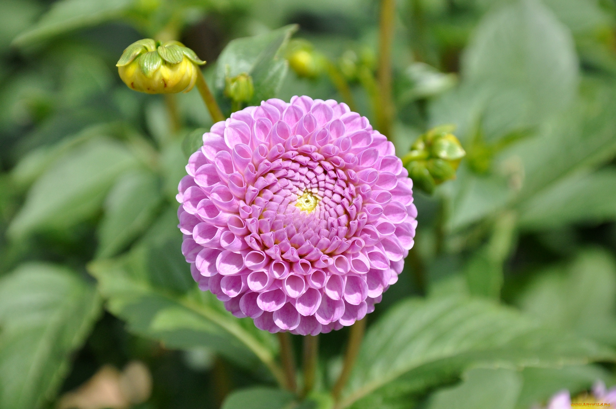 цветы, георгины, круглый