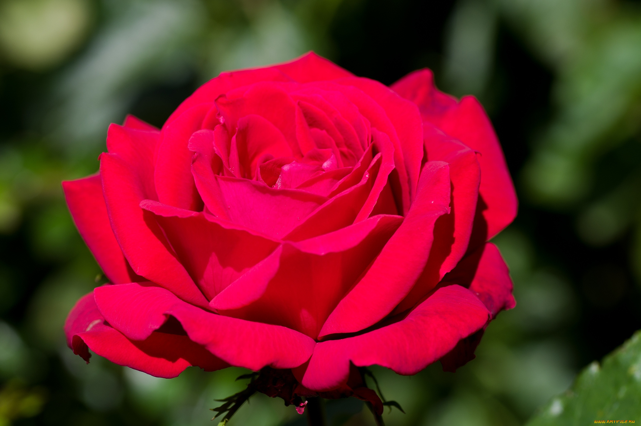 цветы, розы, красный