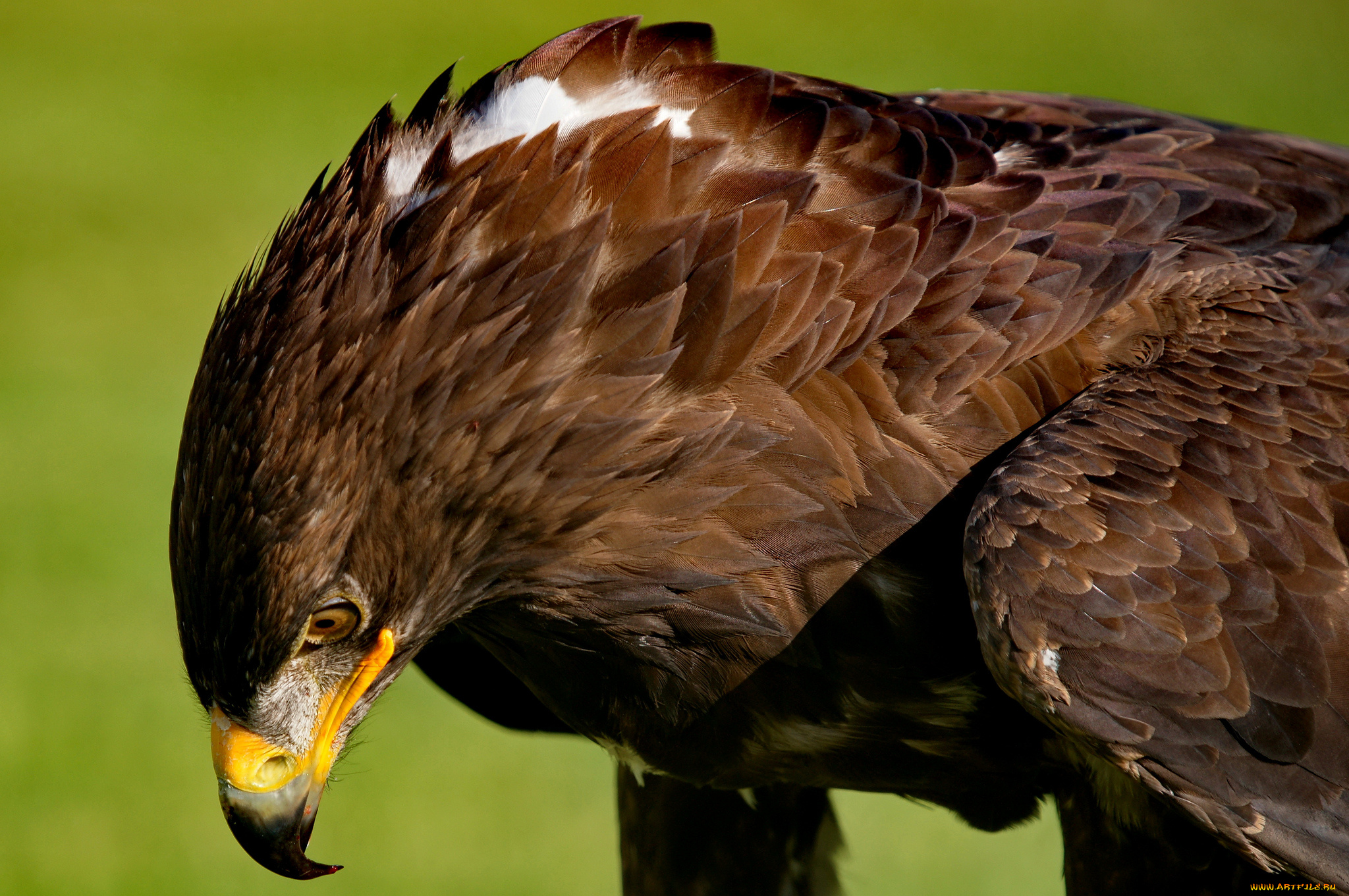 животные, птицы, -, хищники, орел, голова, оперение, клюв