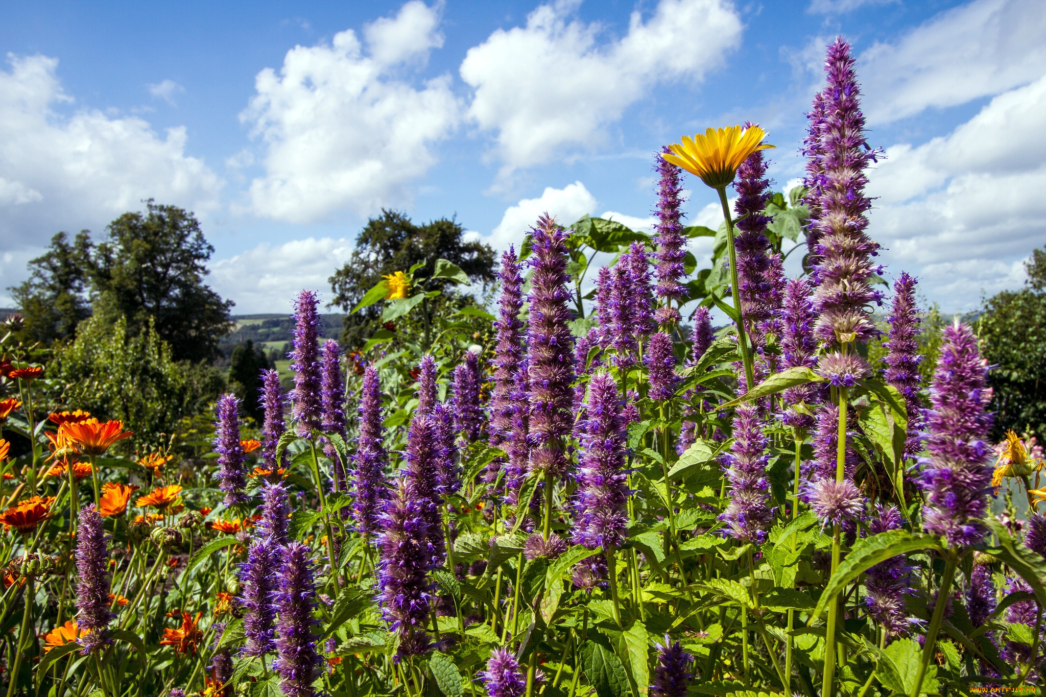 цветы, луговые, , полевые, , цветы, разнотравье