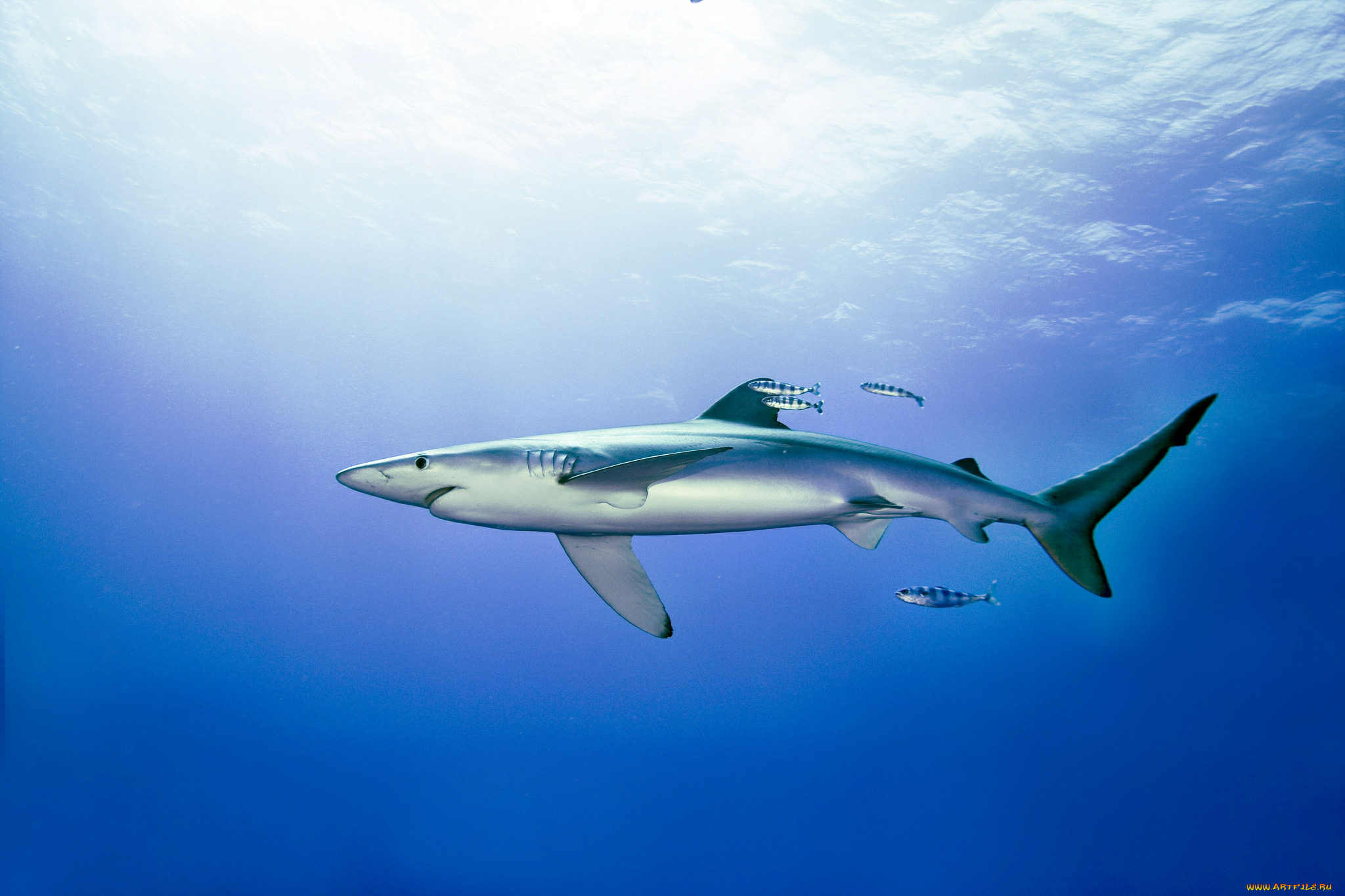 животные, акулы, океан, глубина, акула